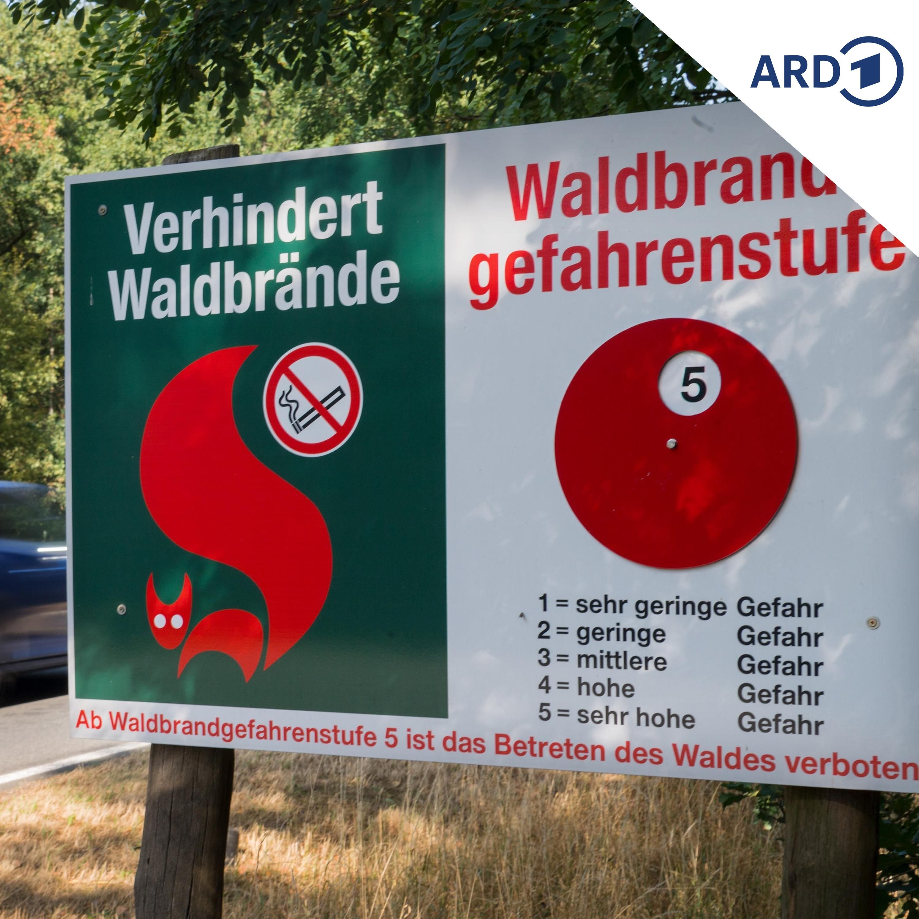 Waldbrandgefahr: Die aktuelle Lage