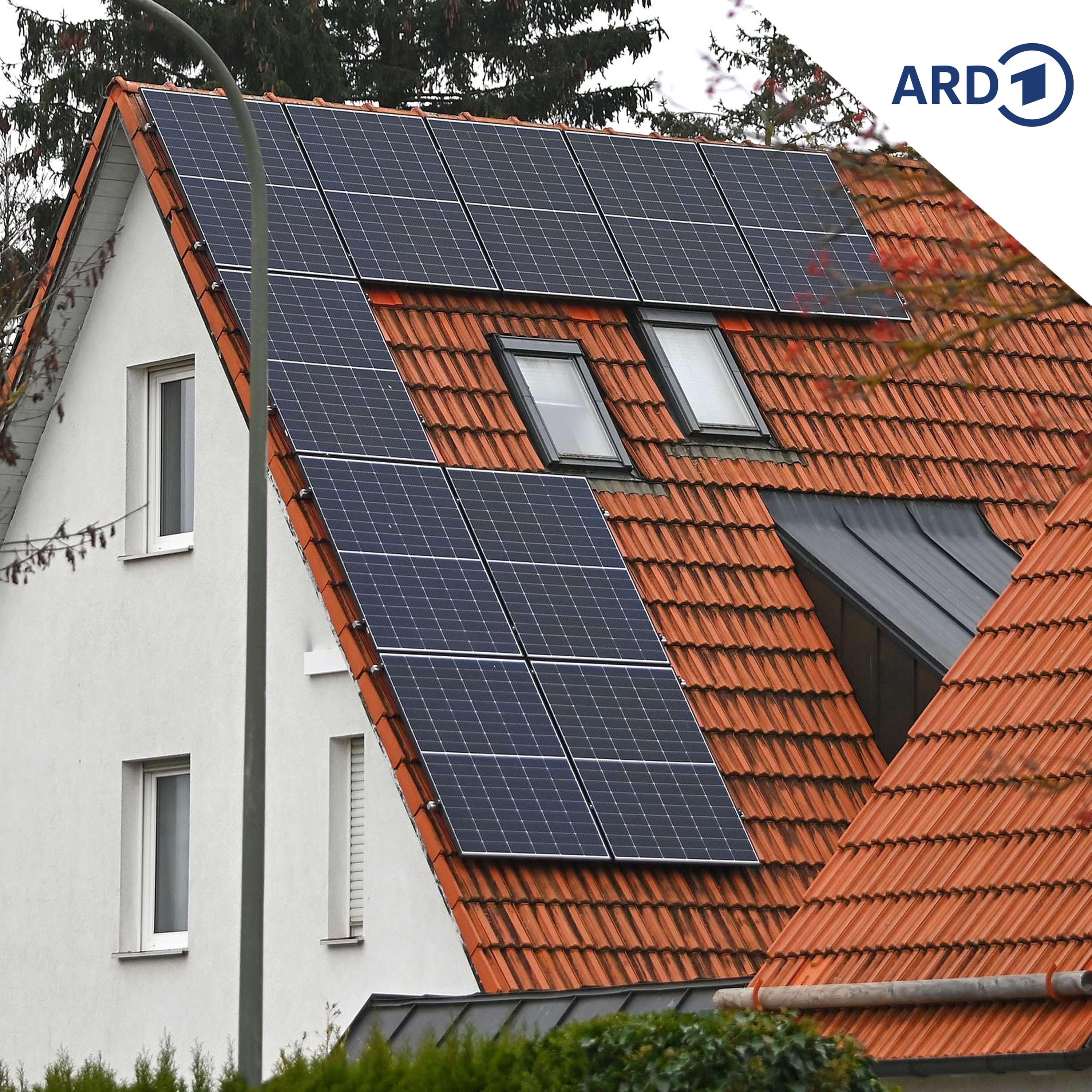 Darf ein alter Baum für Solarstrom gefällt werden?
