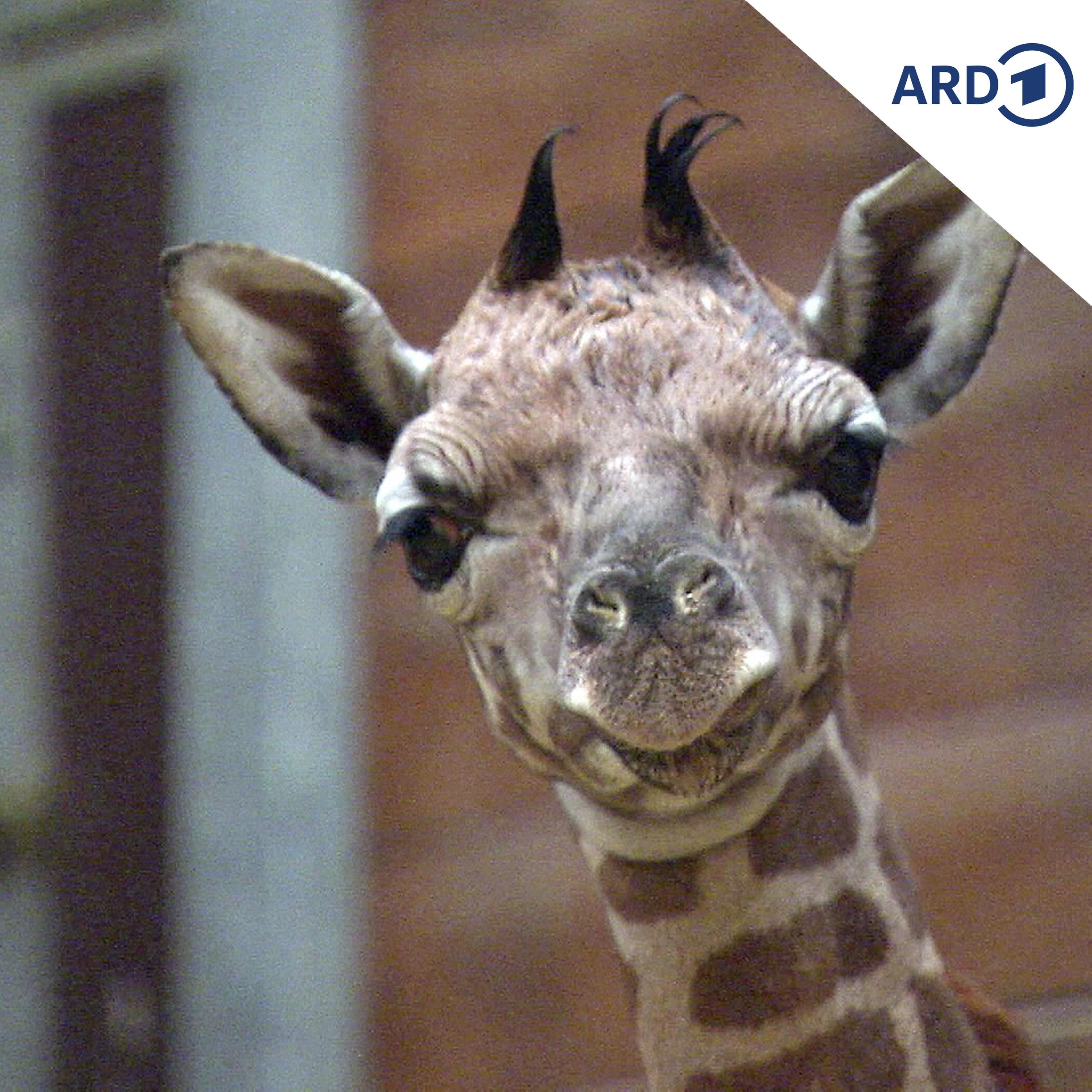 SPUTNIK Mailbox: Giraffen