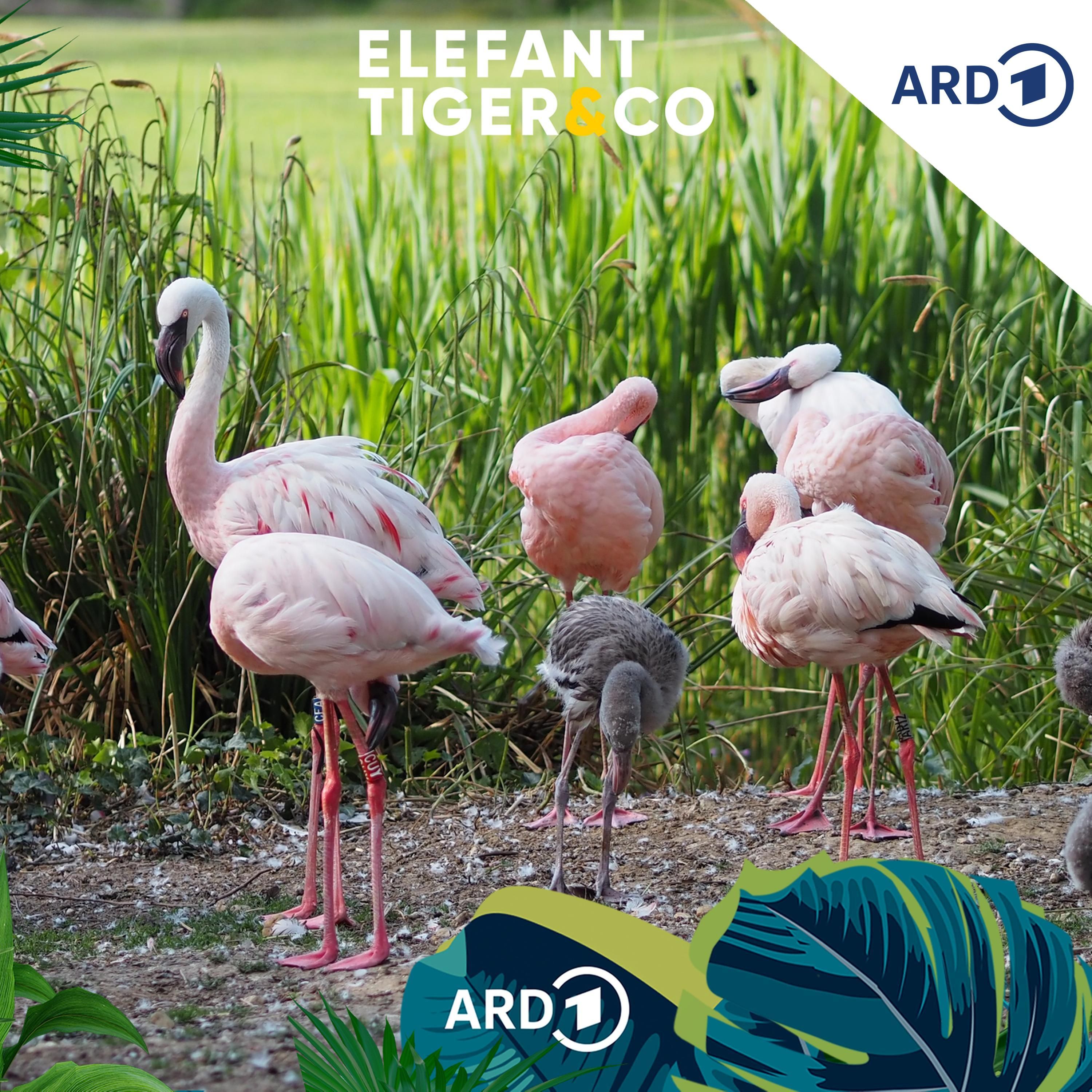 Flamingos - Eine Gemeinschaft in Rosa
