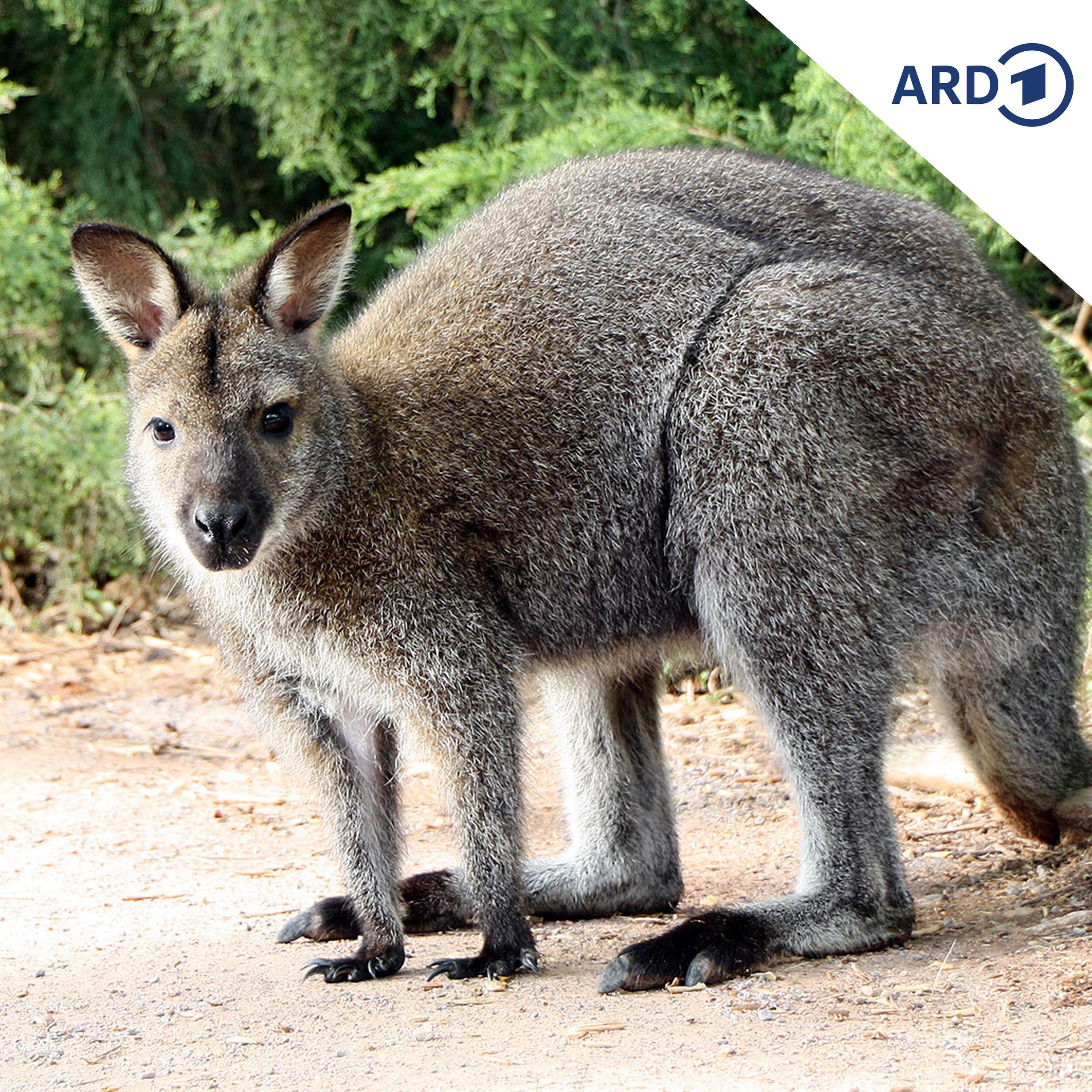 Liebestolles Beuteltier: Das Bennett-Känguru oder Rotnacken-Wallaby