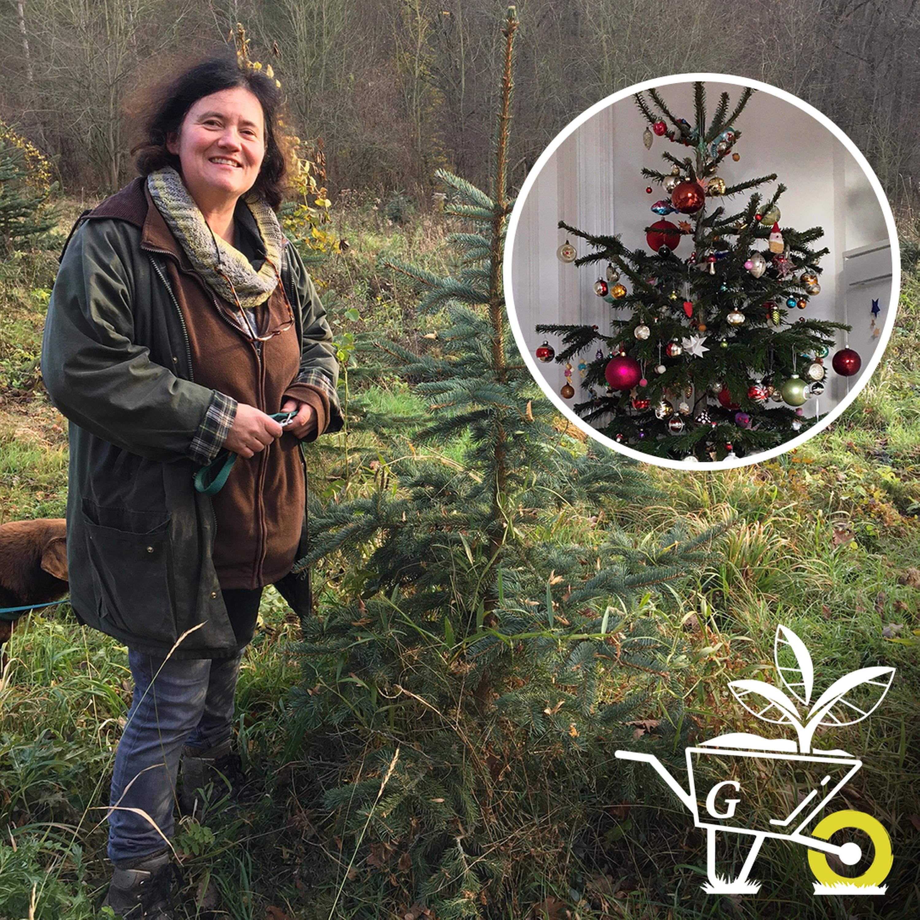 #22: Was macht einen nachhaltigen Weihnachtsbaum aus?