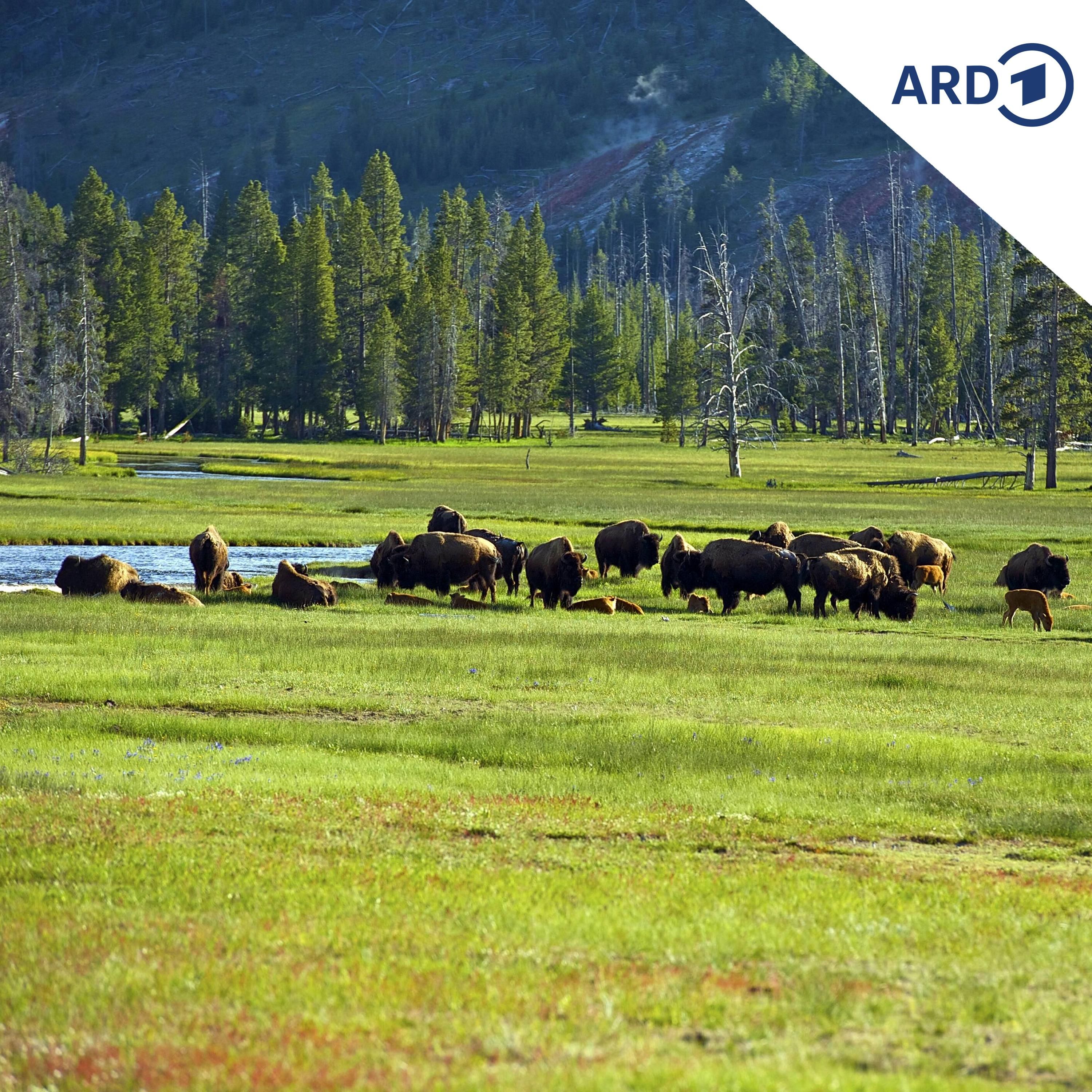 150 Jahre Yellowstone: Der erste Nationalpark der Welt