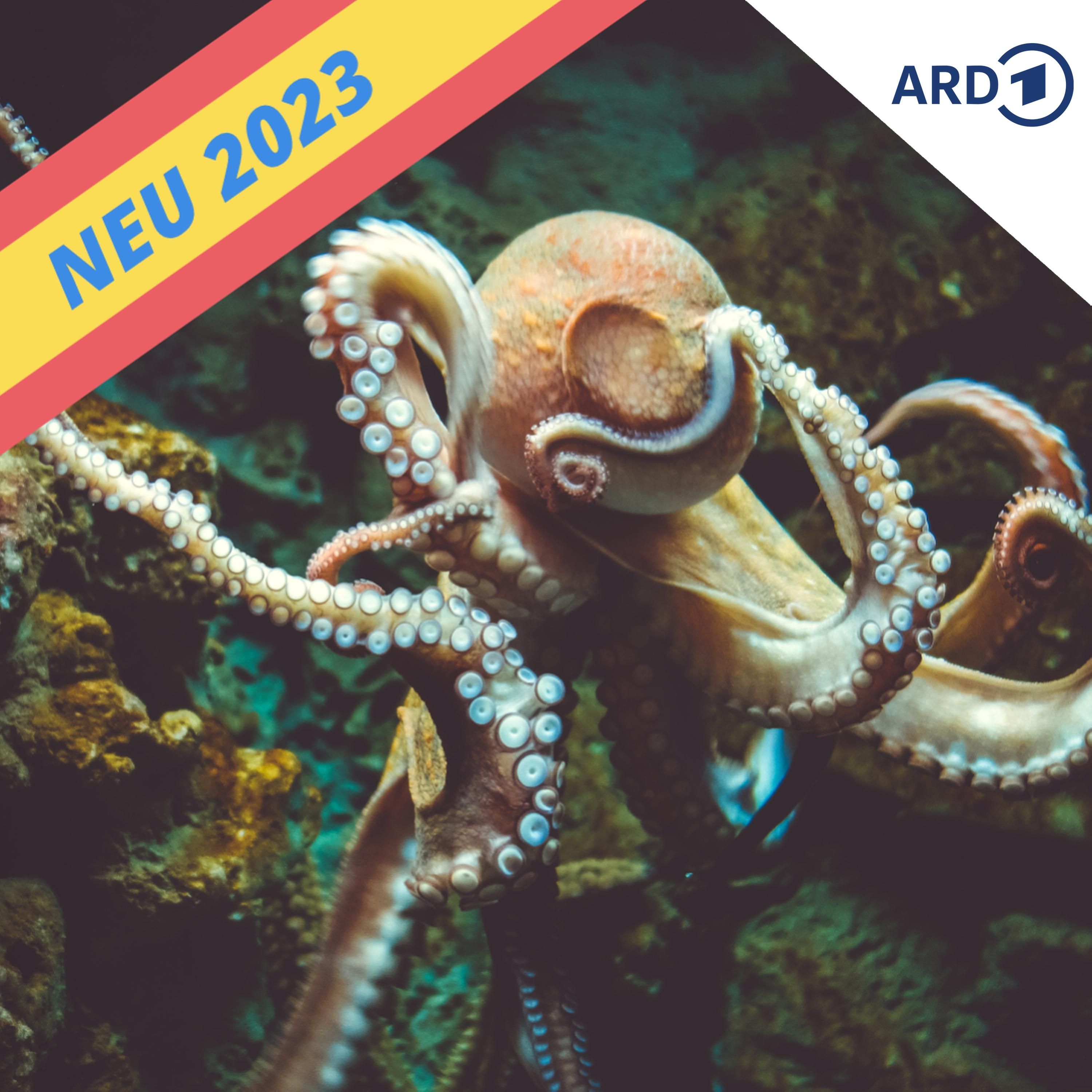 Oktopus