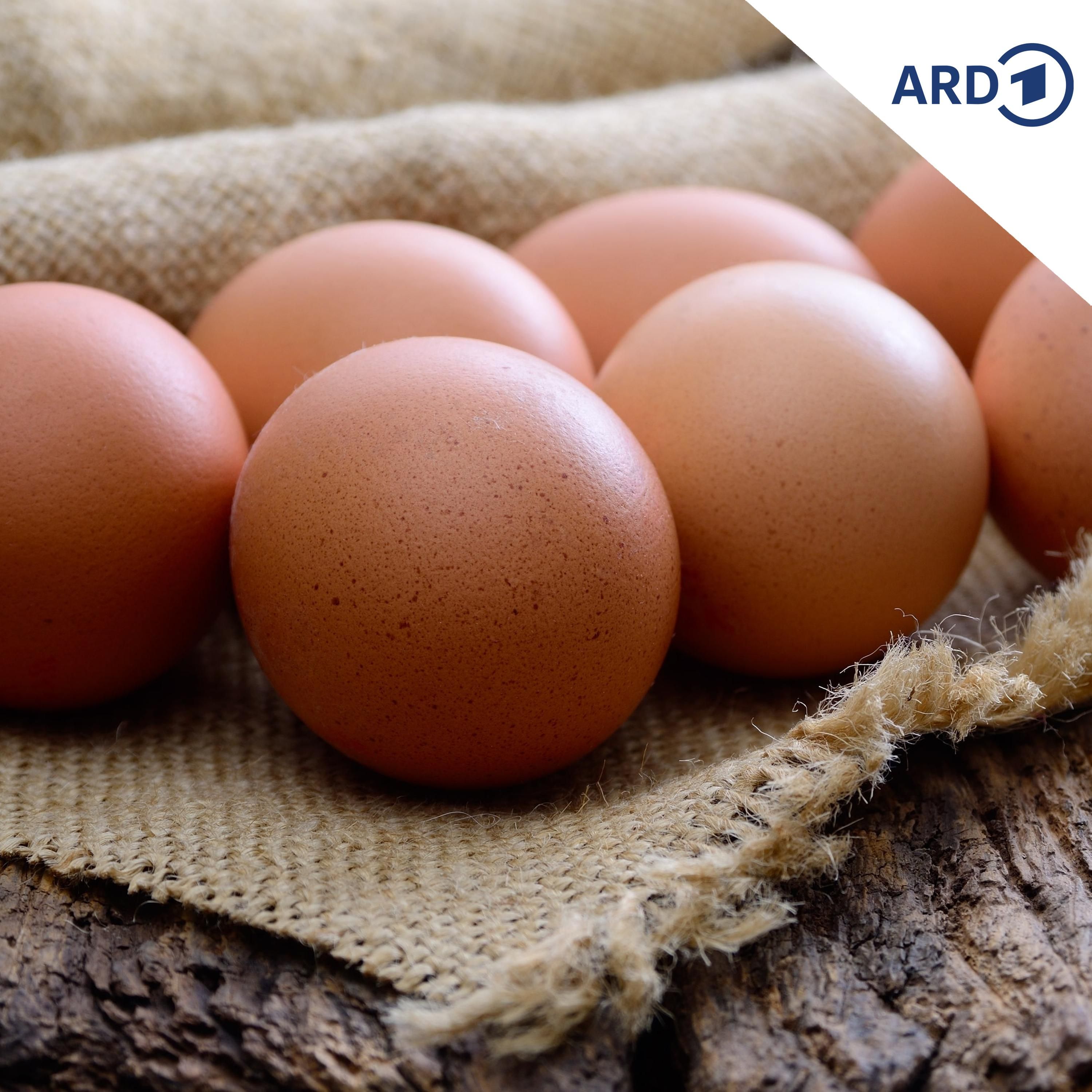 Der beste Eier-Verstecker von der ganzen Welt…