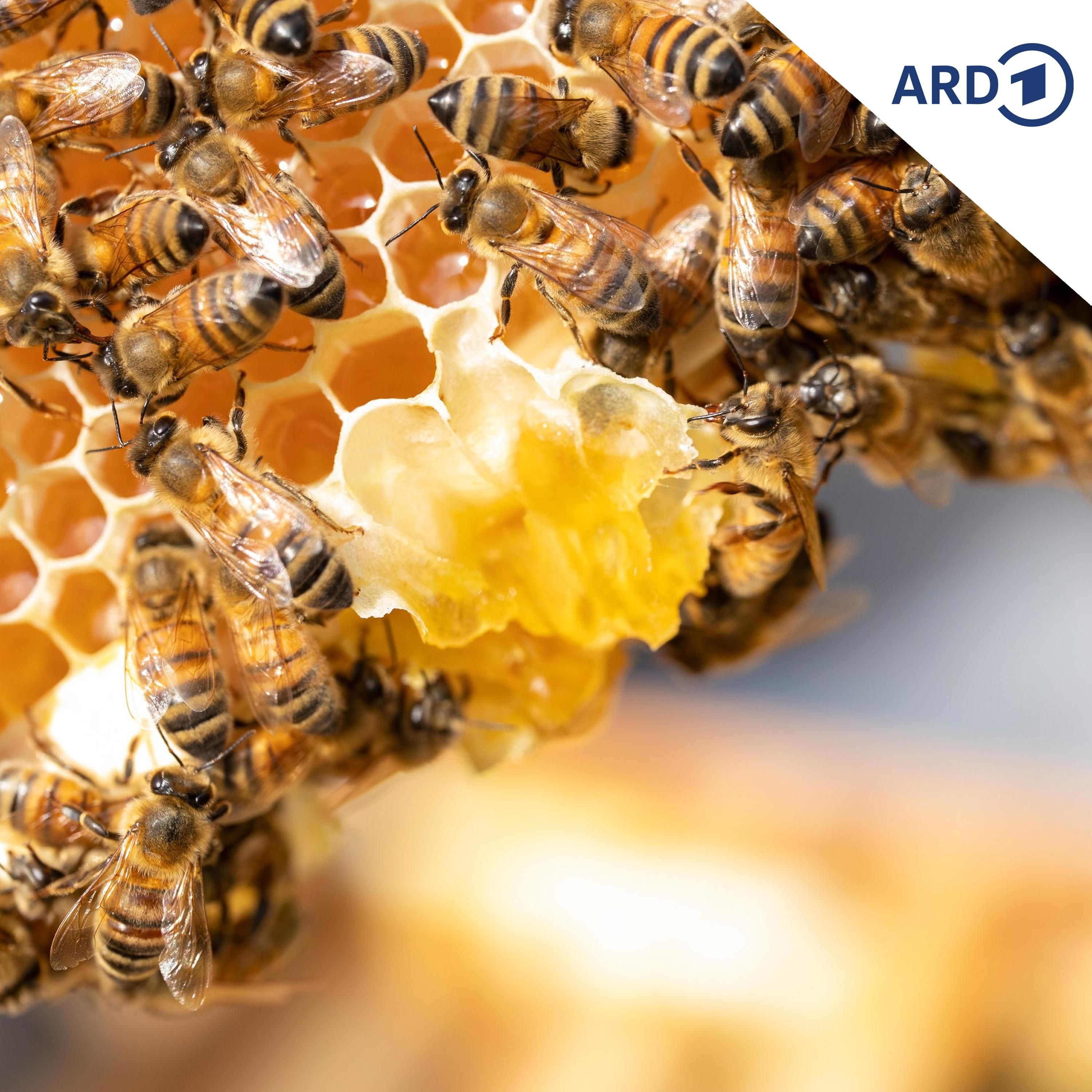 Bienen im Winter