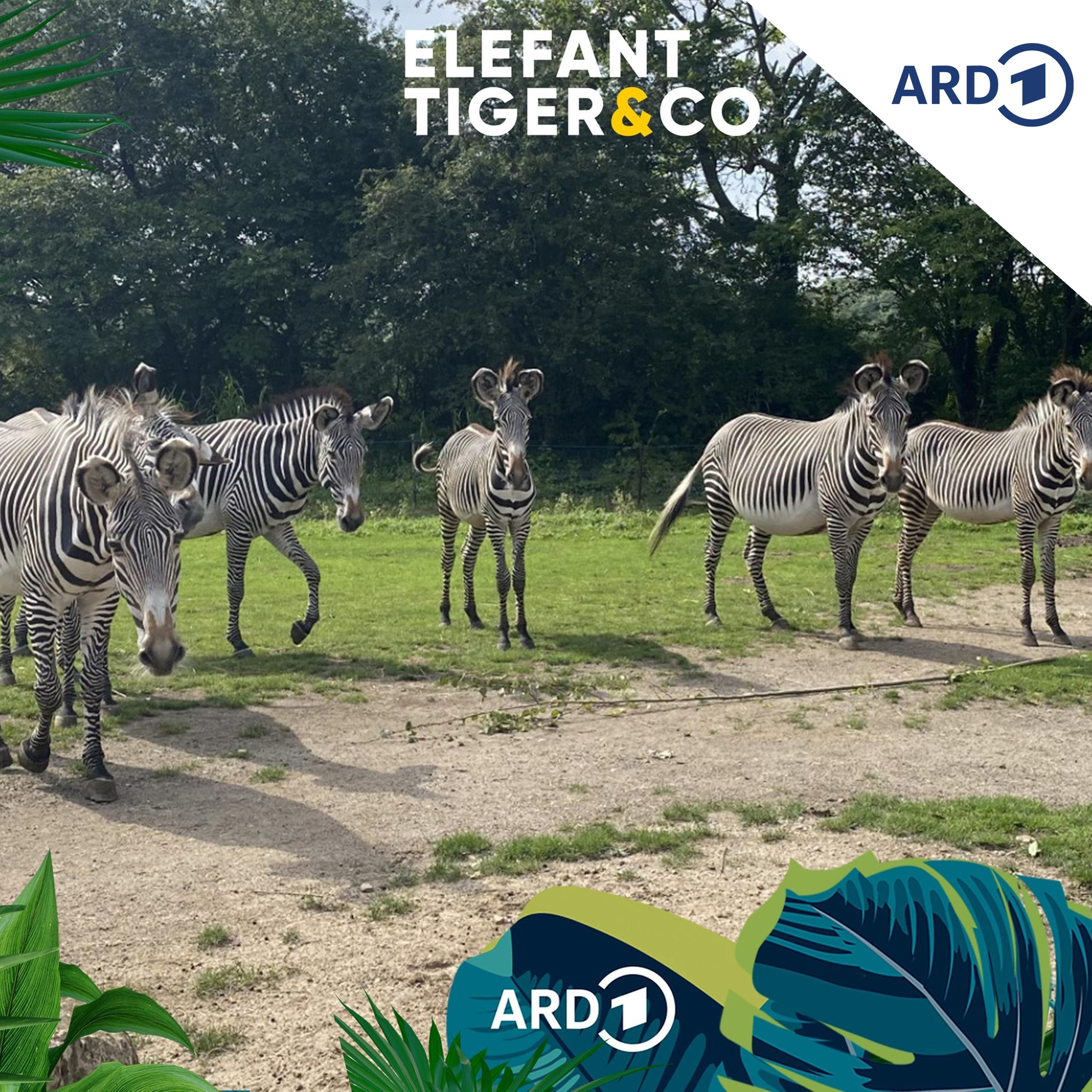Neugierig, draufgängerisch, kontaktfreudig - das Grevy-Zebra
