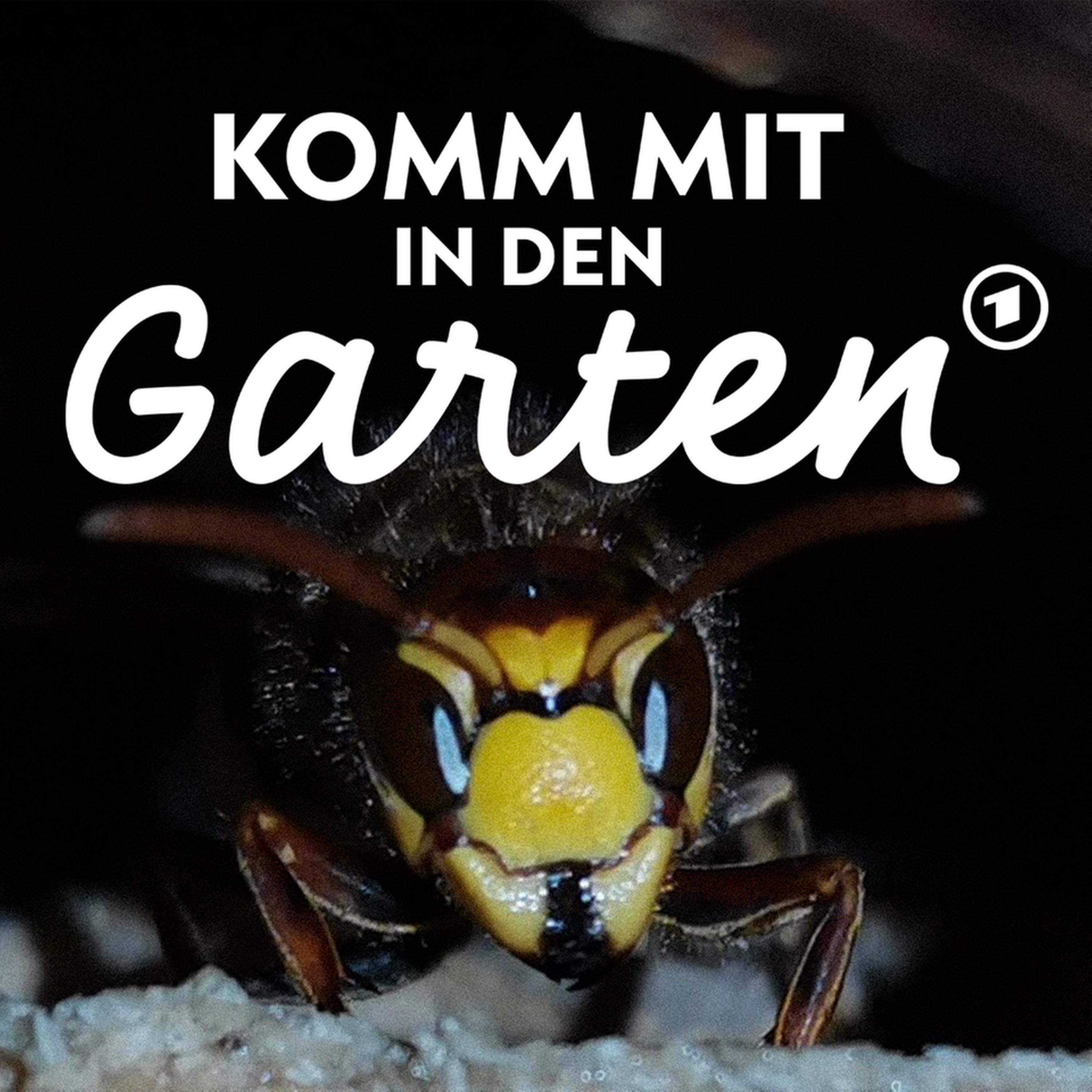 Wespen im Garten: Was hilft?