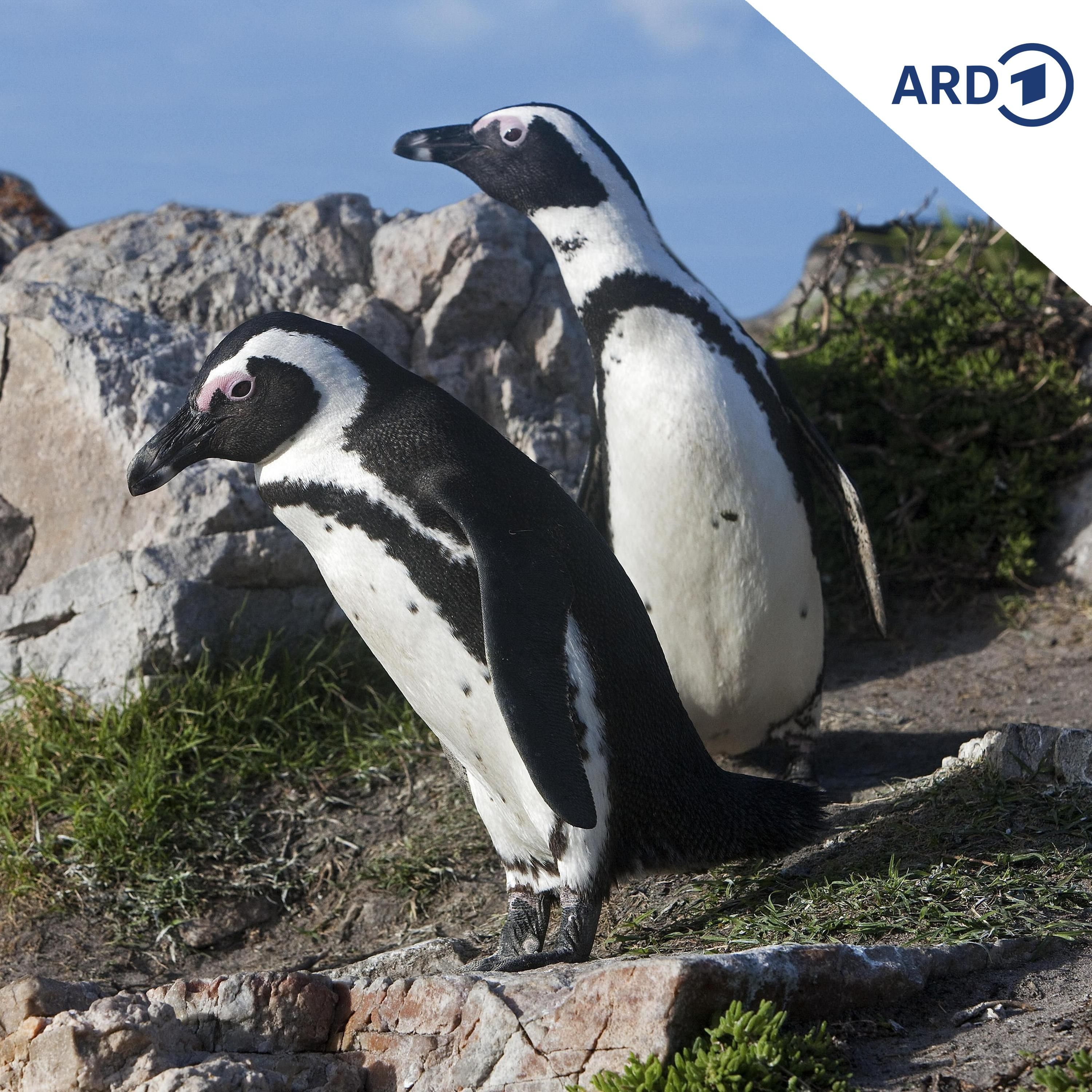 Vom Aussterben bedroht: Wie Südafrika um seine Pinguine kämpft