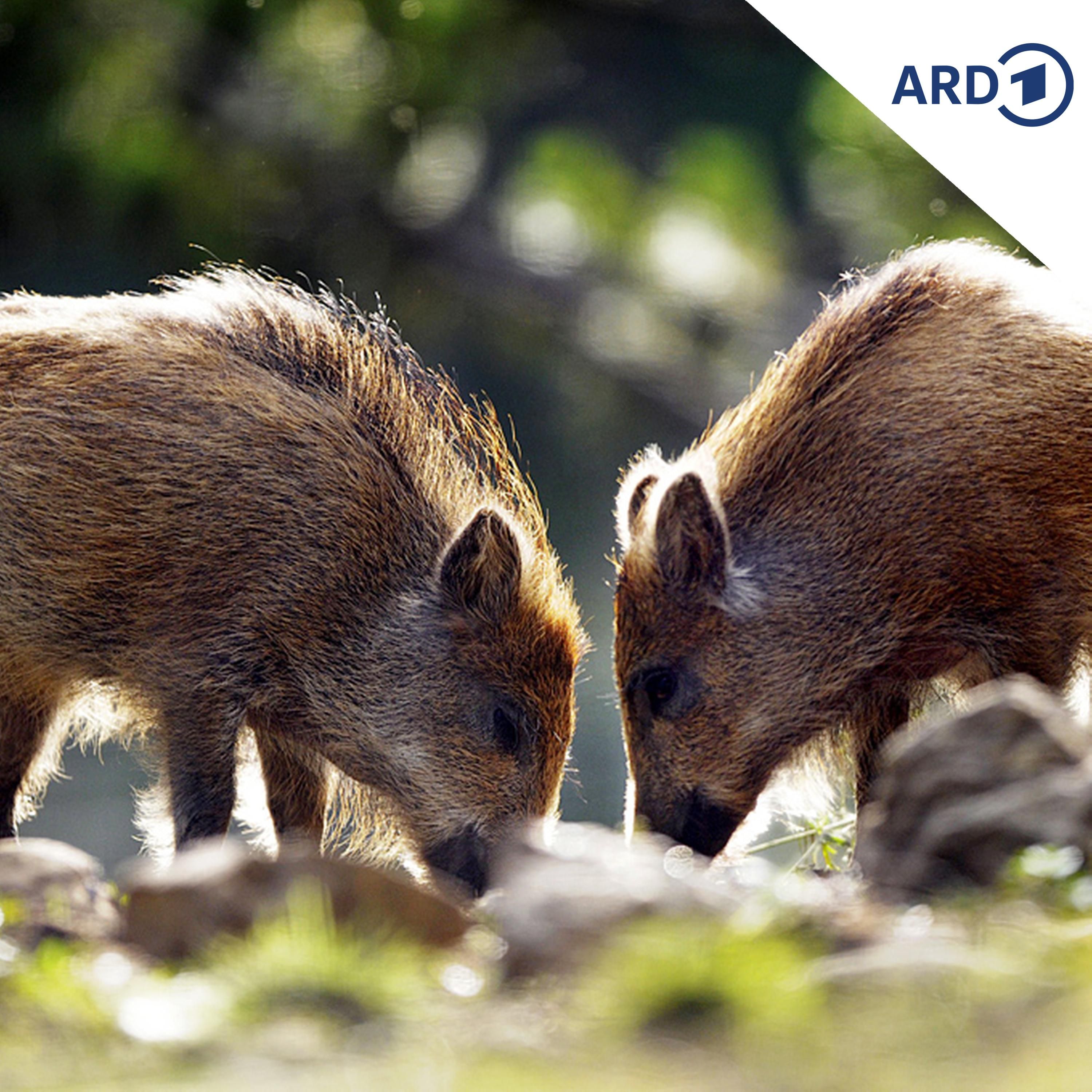 Farbe für die kleinen Wildtier-Kinder …