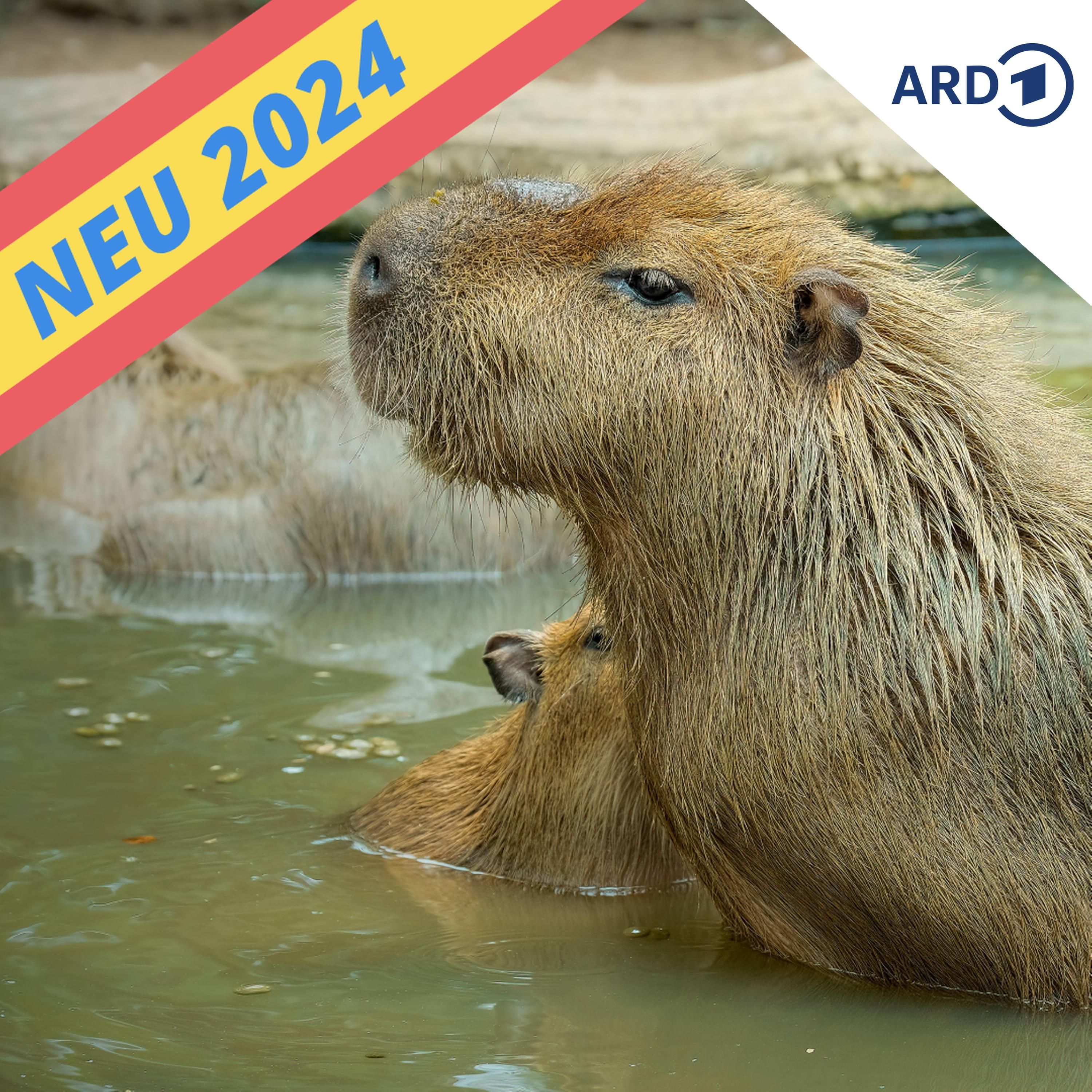Capybara