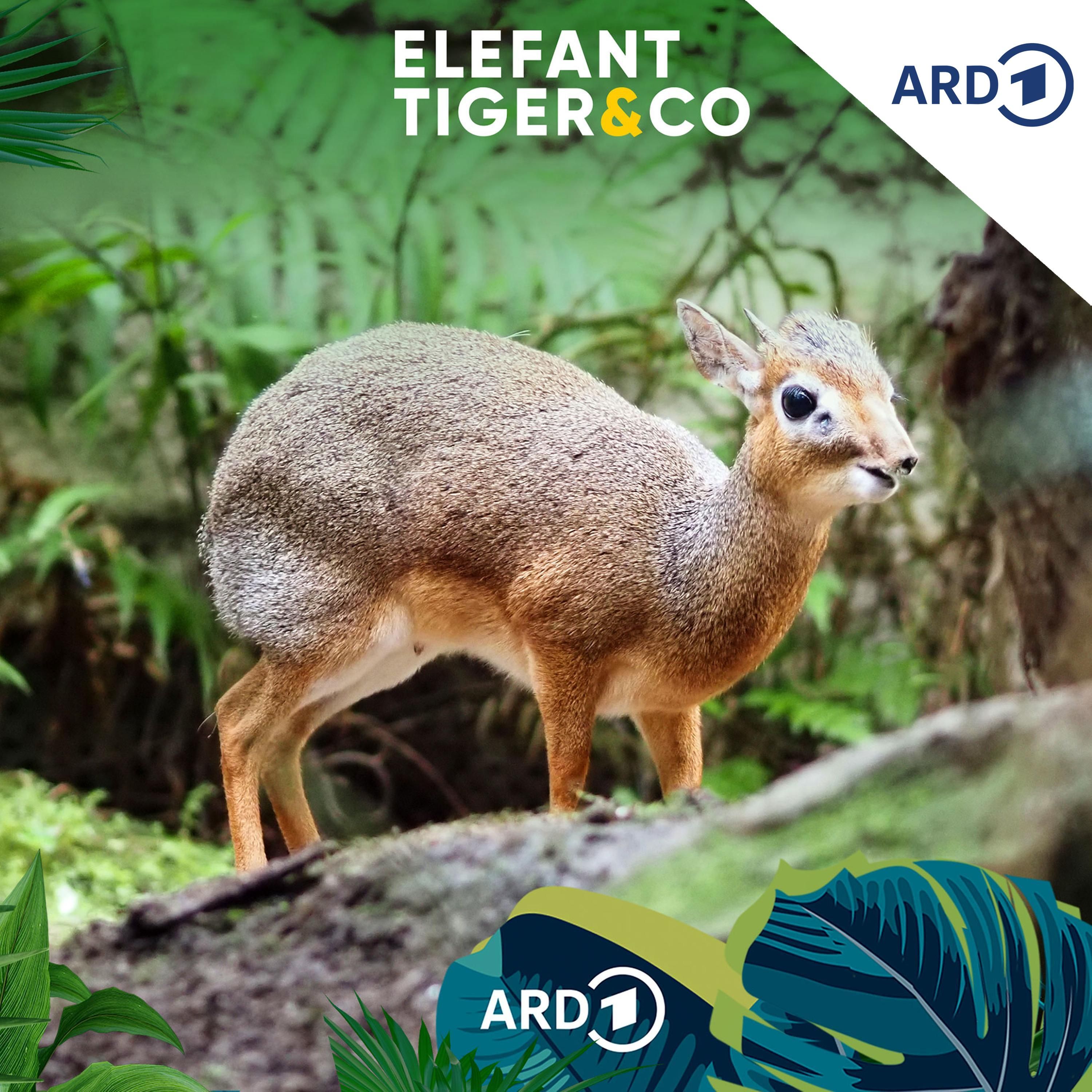 Kirk-Dikdik - klein aber oho