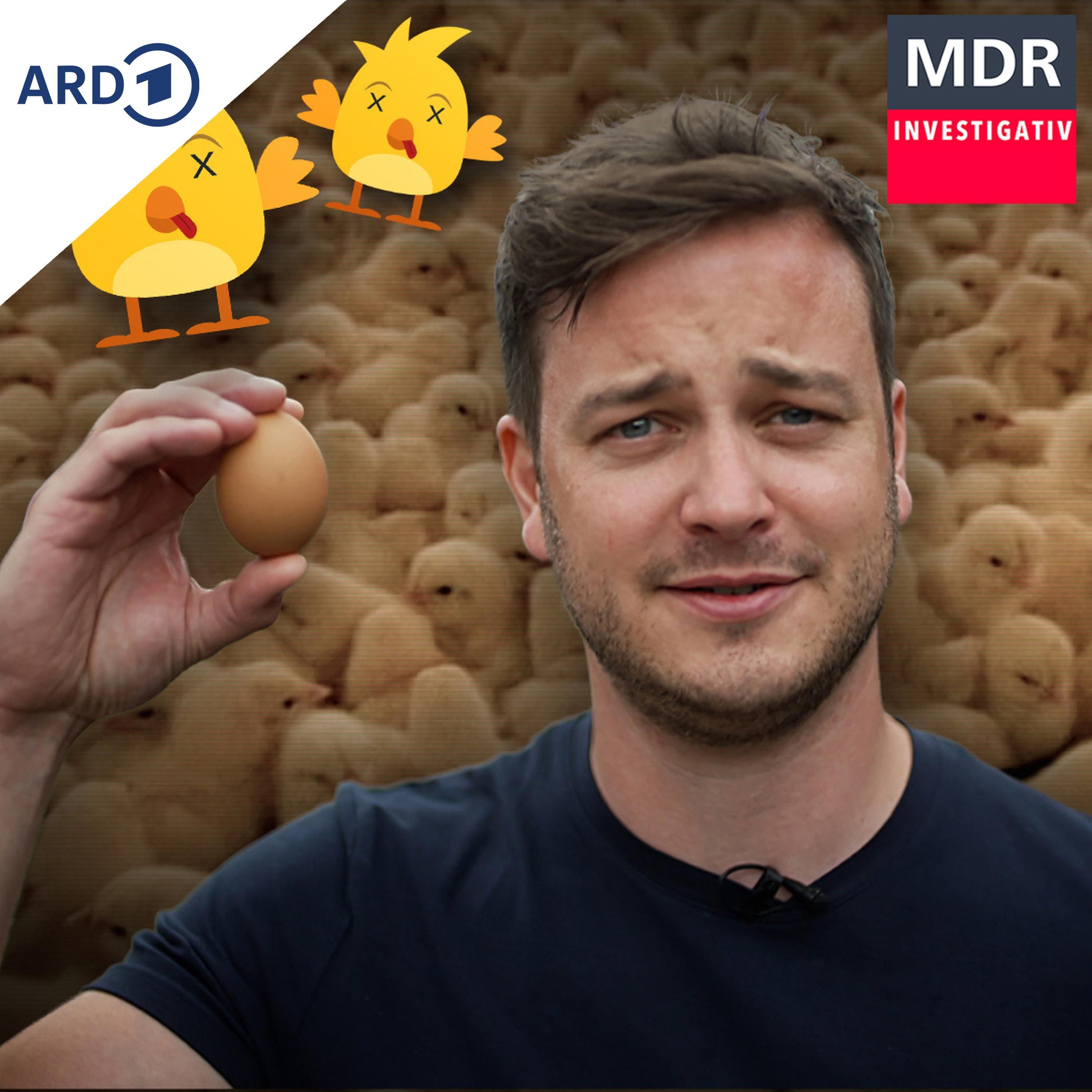 Warum Frühstückseier immer noch Küken töten und sich nichts ändert