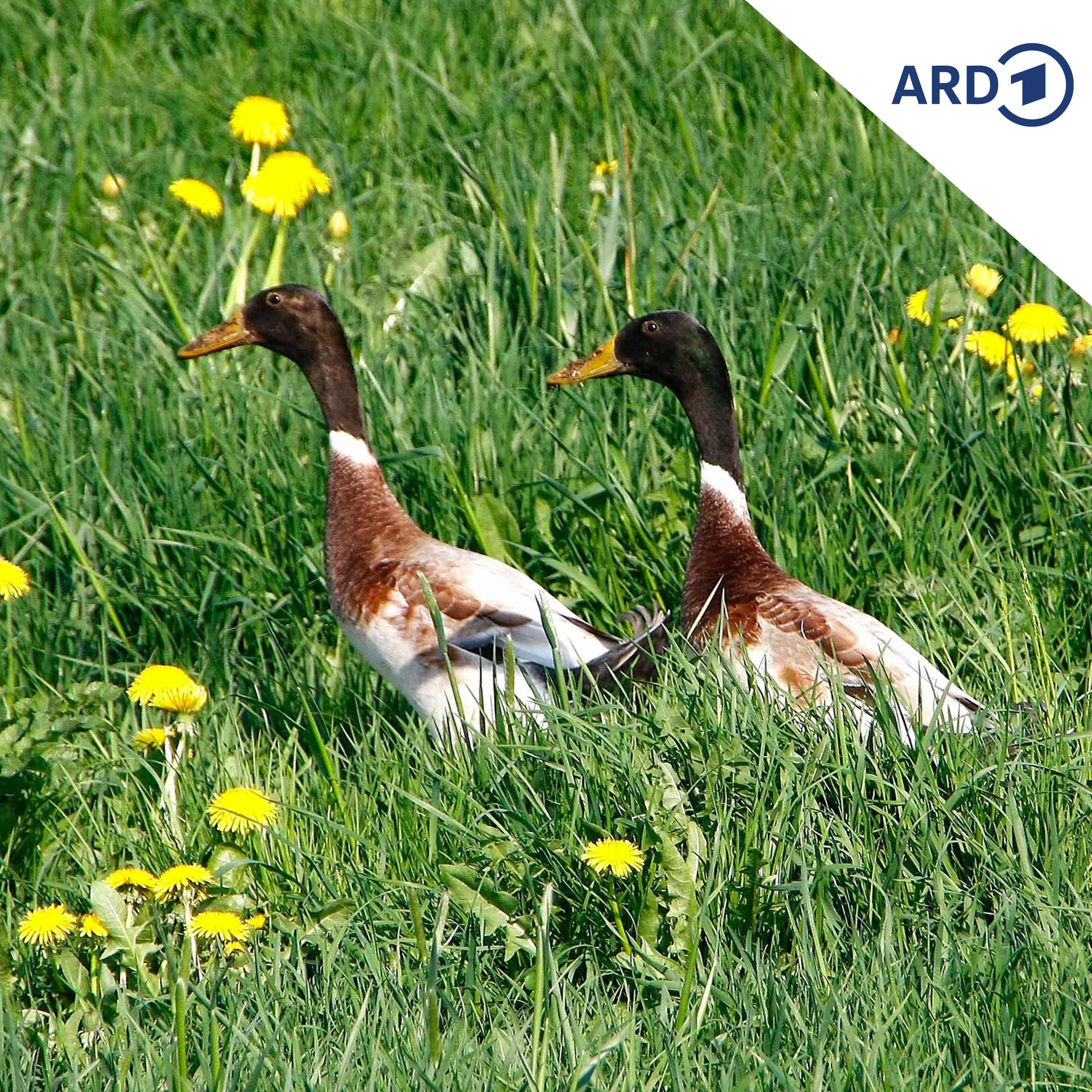Enten-Alarm mit Geschichten gegen Langeweile!