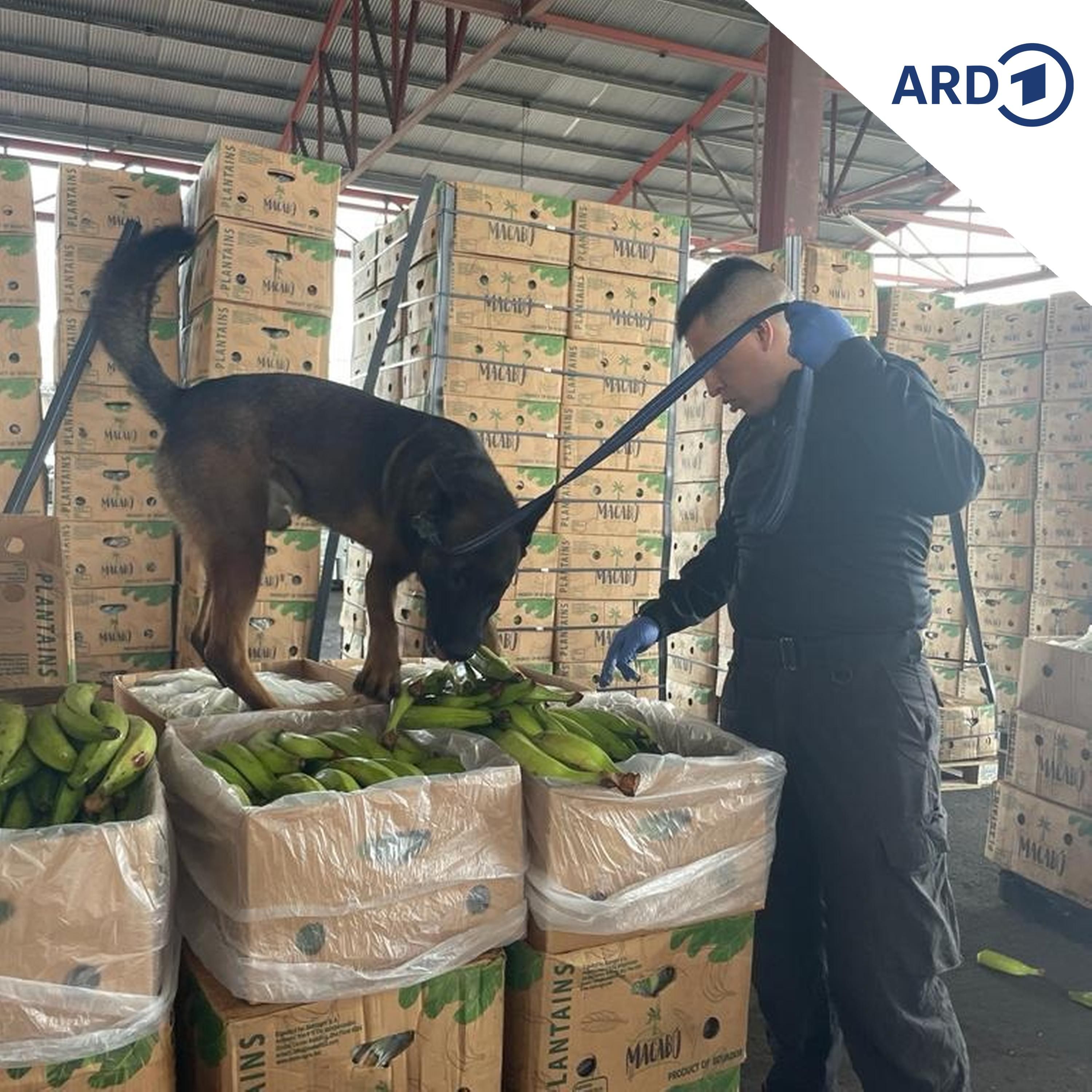 Koks und Bananen - Wie die Kokain-Schwemme Ecuador verwüstet