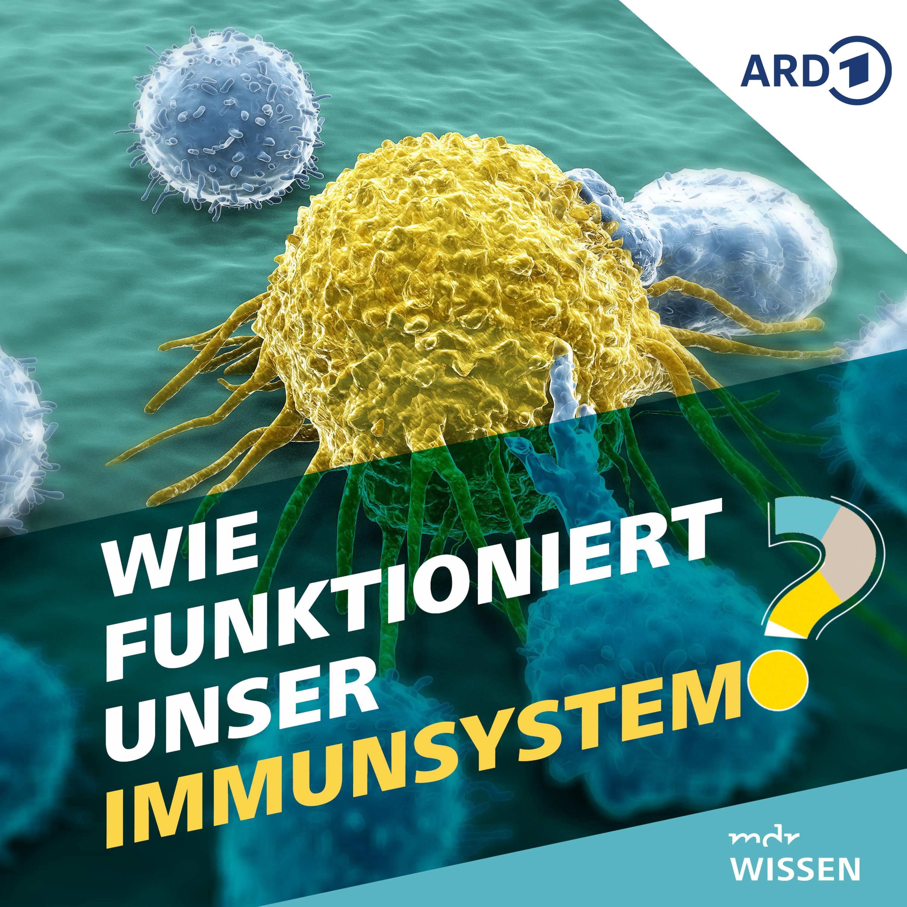 Wie funktioniert unser Immunsystem?