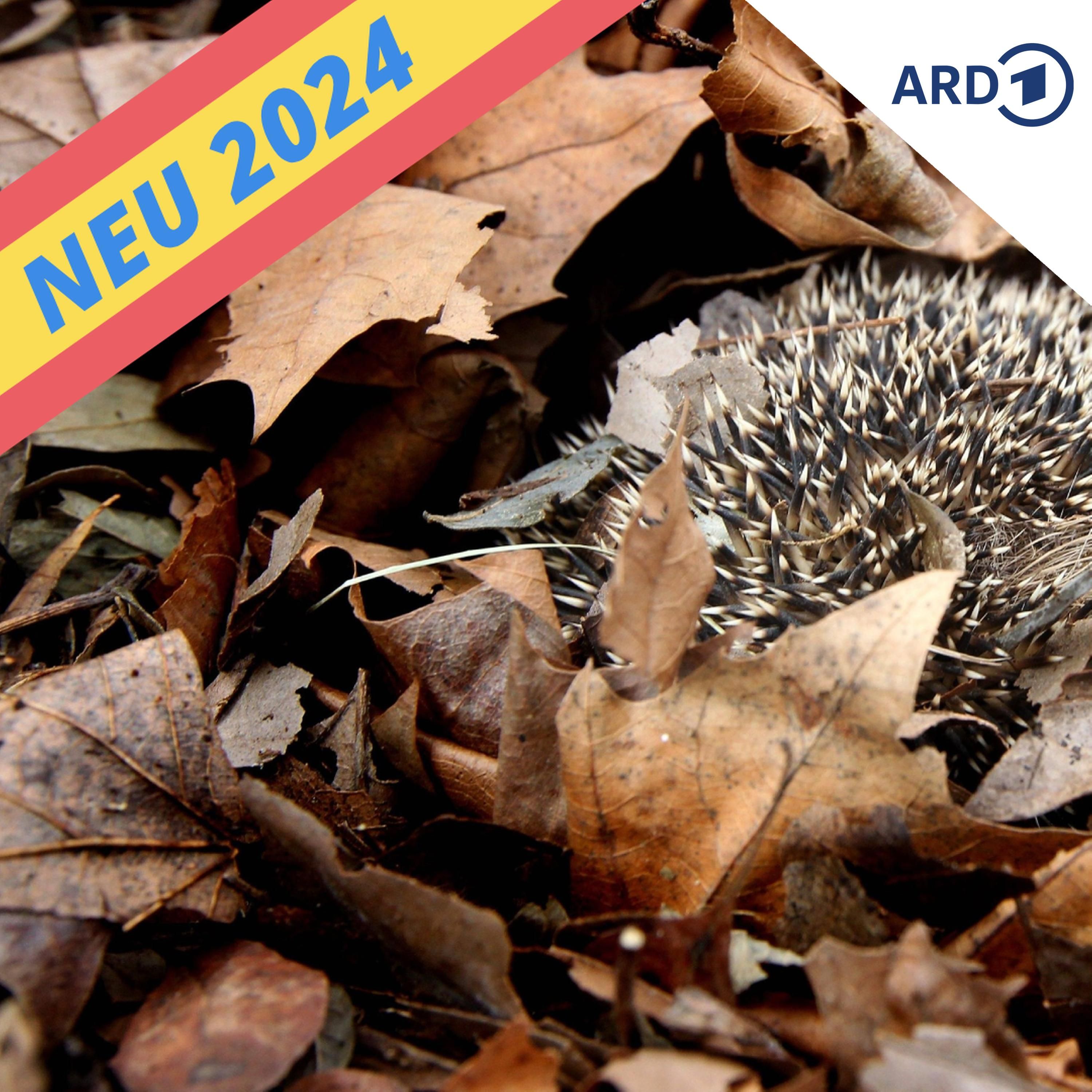 Die Herbstlaubaufregung