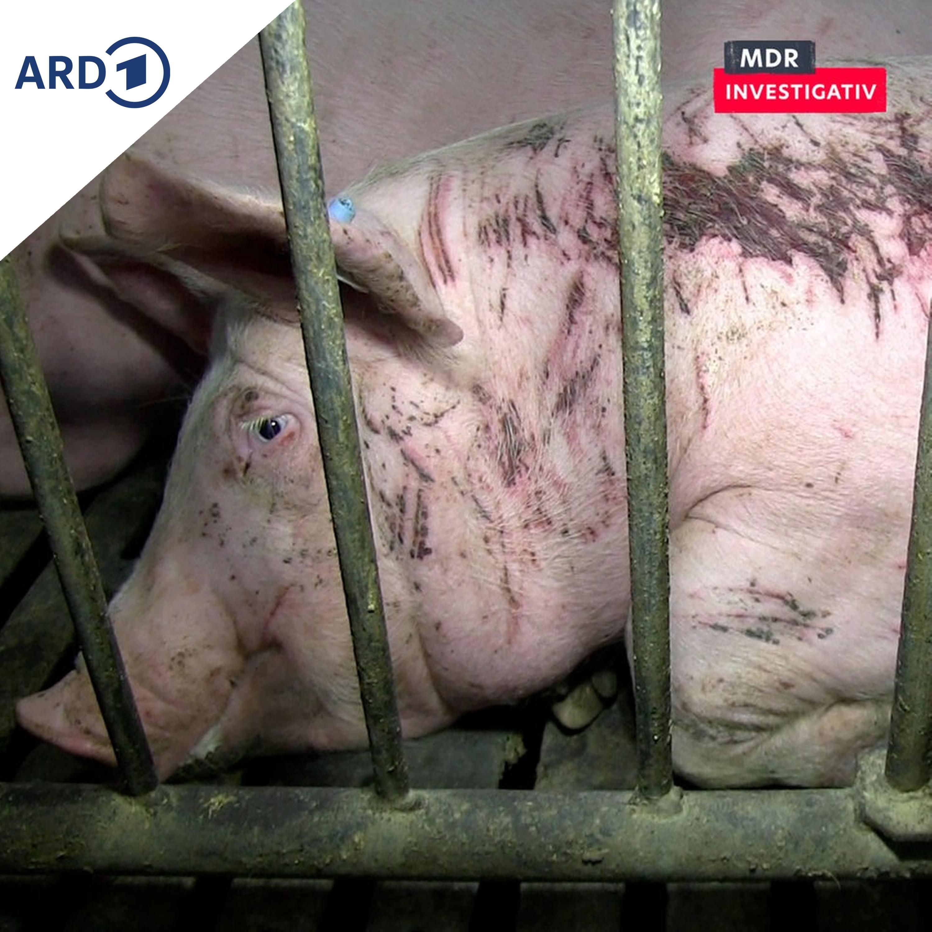 Über 20 Jahre Recherchen zu Tierquälerei: Tut sich was?