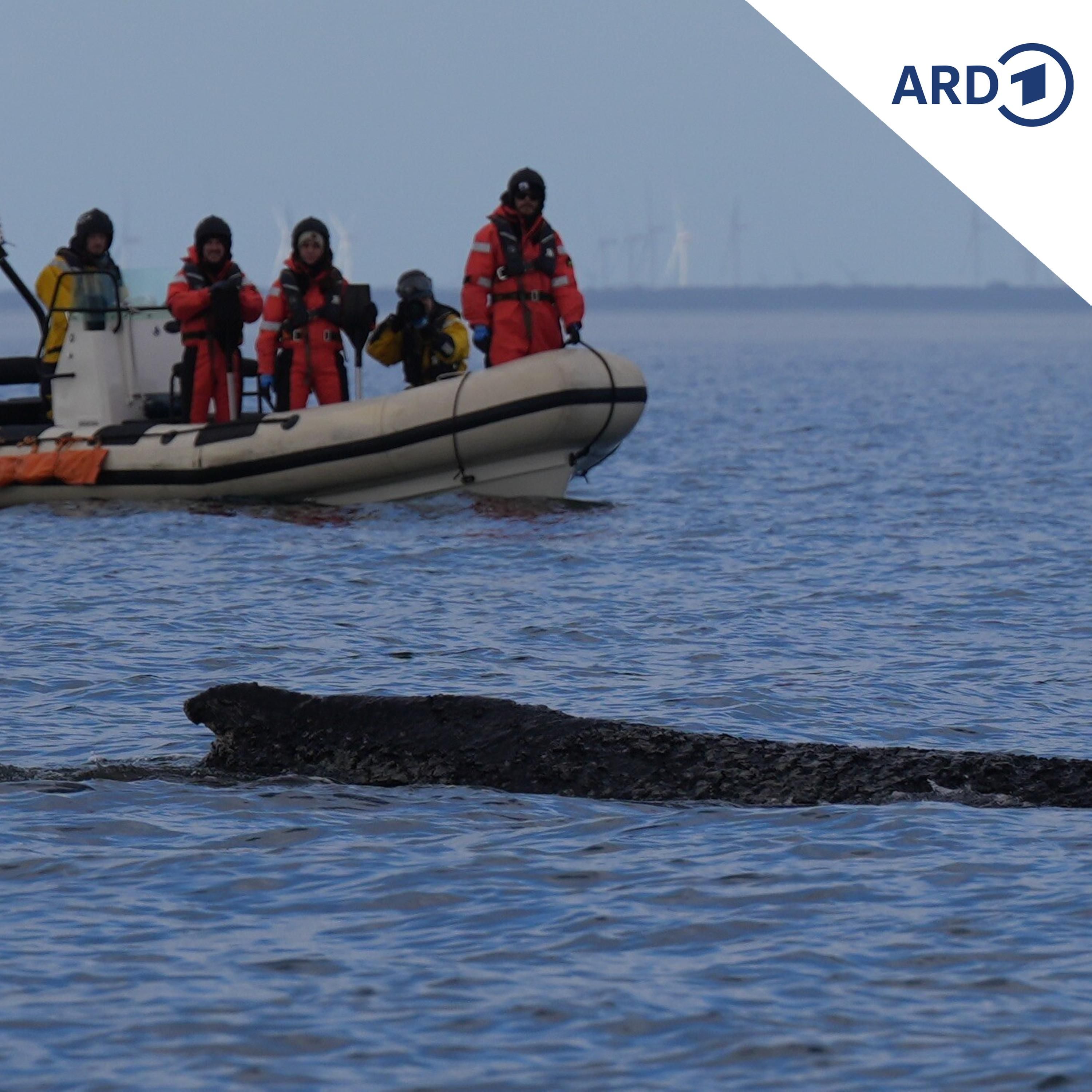 Warum wir mit dem Wal in der Ostsee mitleiden