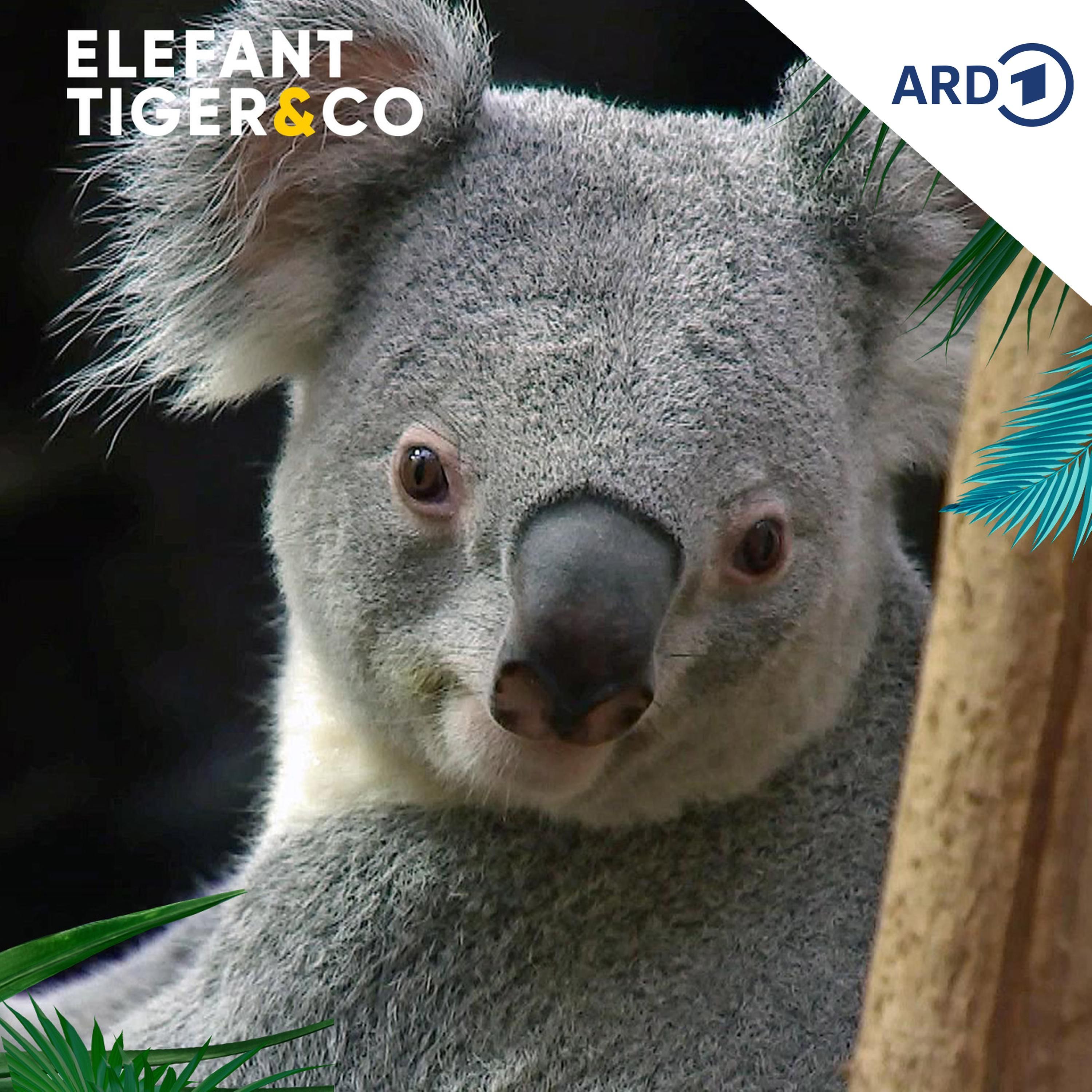 Der Koala - Ein Beuteltier hat uns im Sack