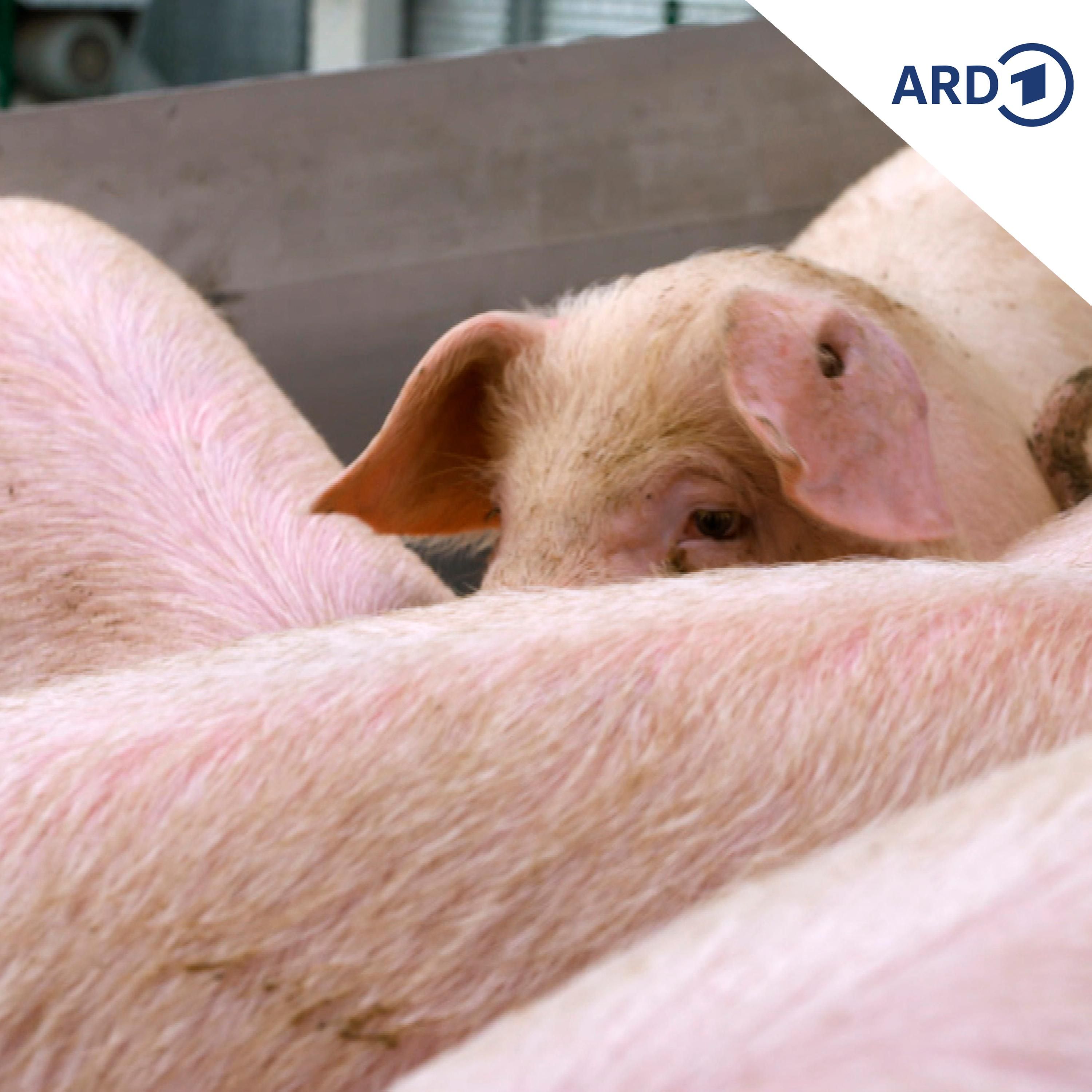 Schweine
