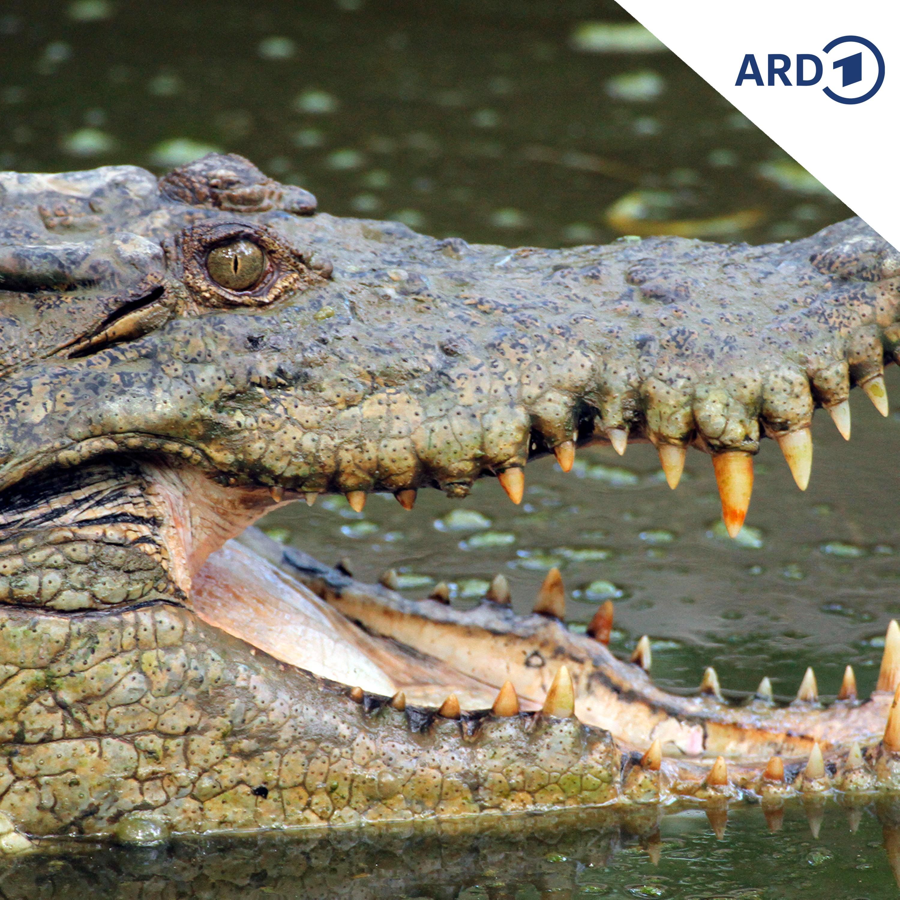 Krokodil
