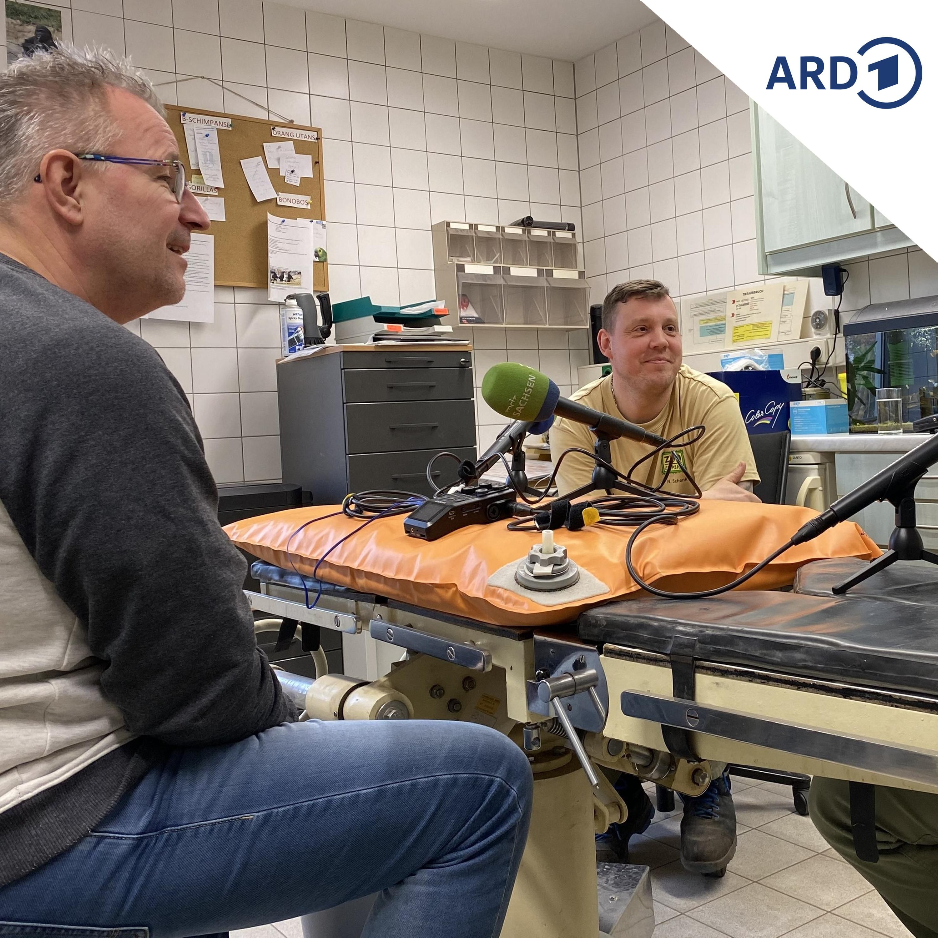 Brusttrommler und Silberrücken