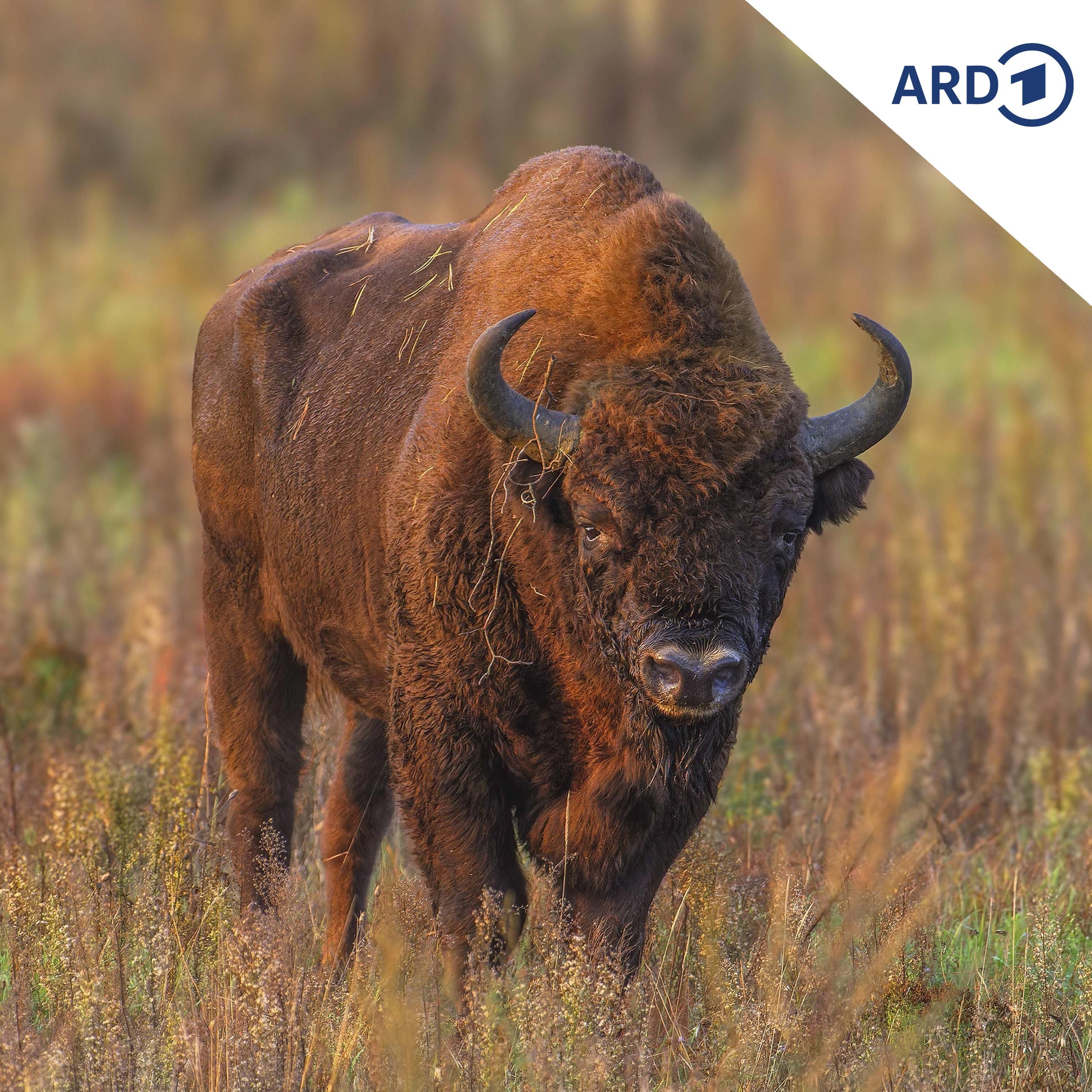 Symbol des Naturschutzes: Der Wisent kehrt in Polen zurück