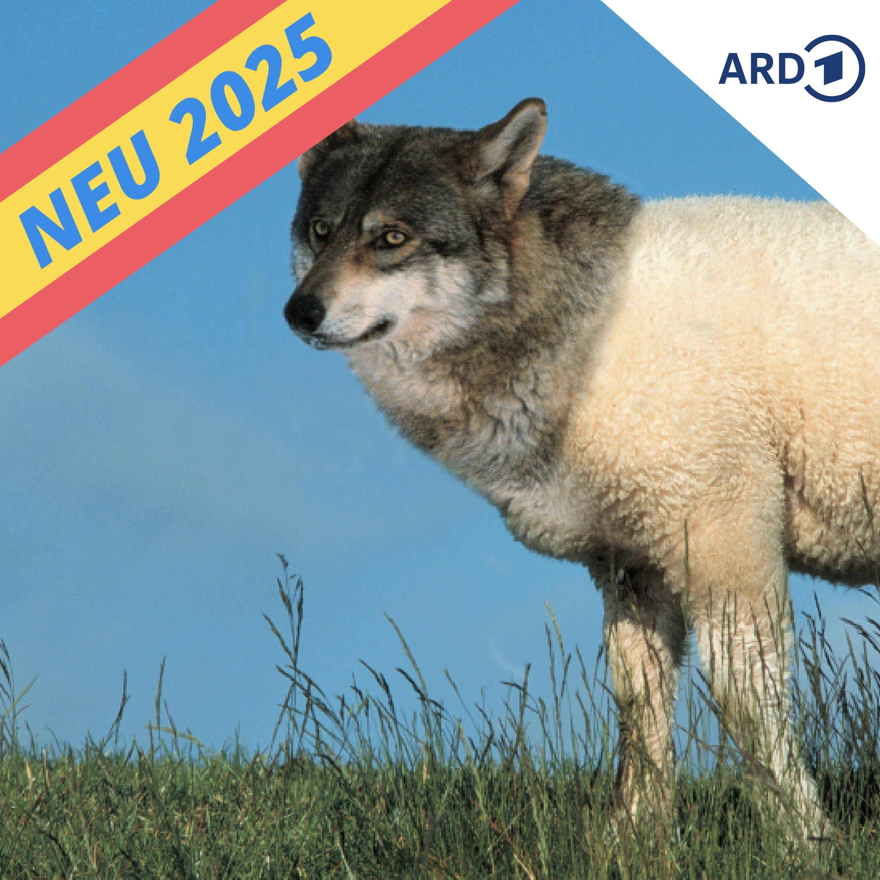 Der Wolf im Schafspelz - Teil 1