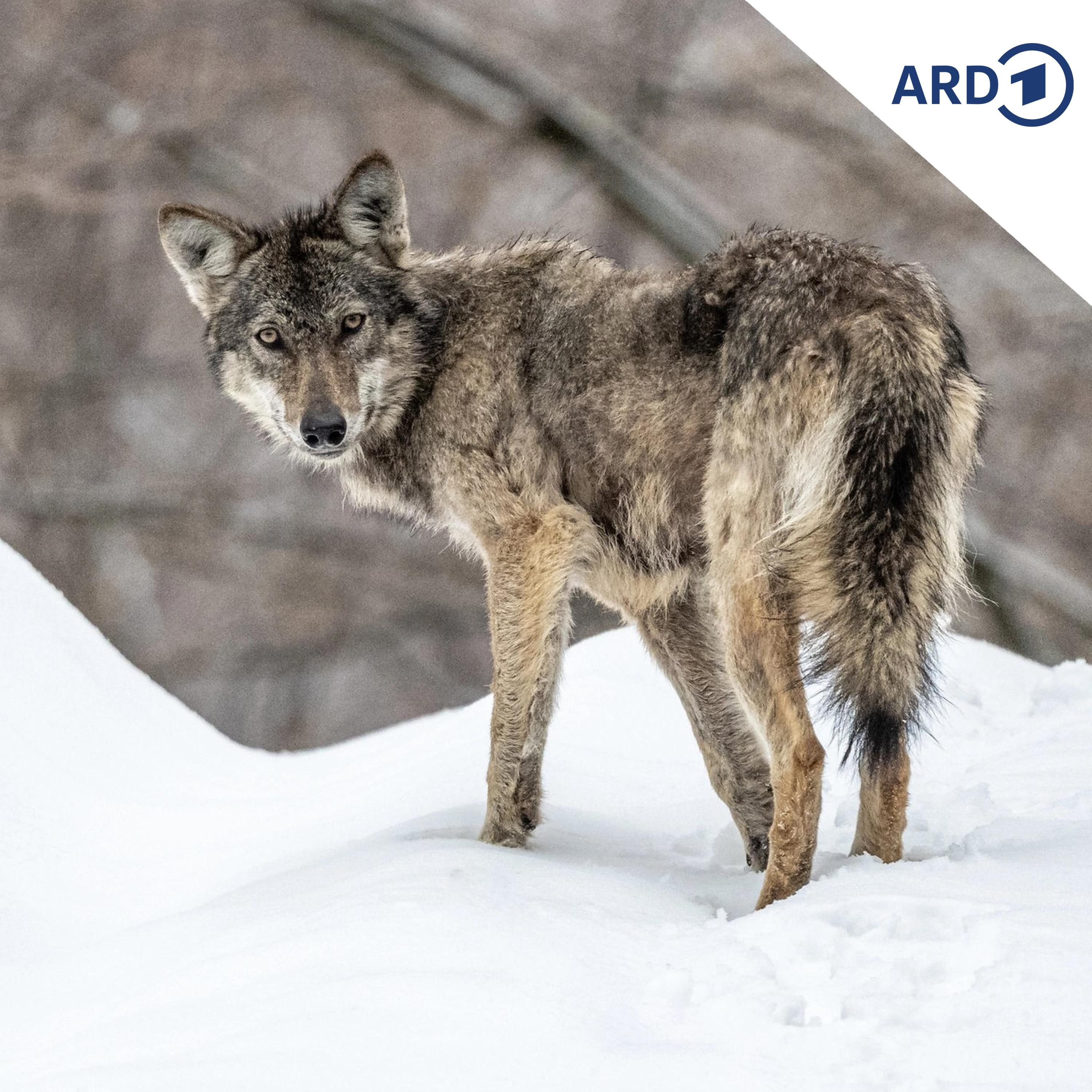 Schwarze Wölfe in Polen gesichtet & Biber bauen Staudamm in Tschechien