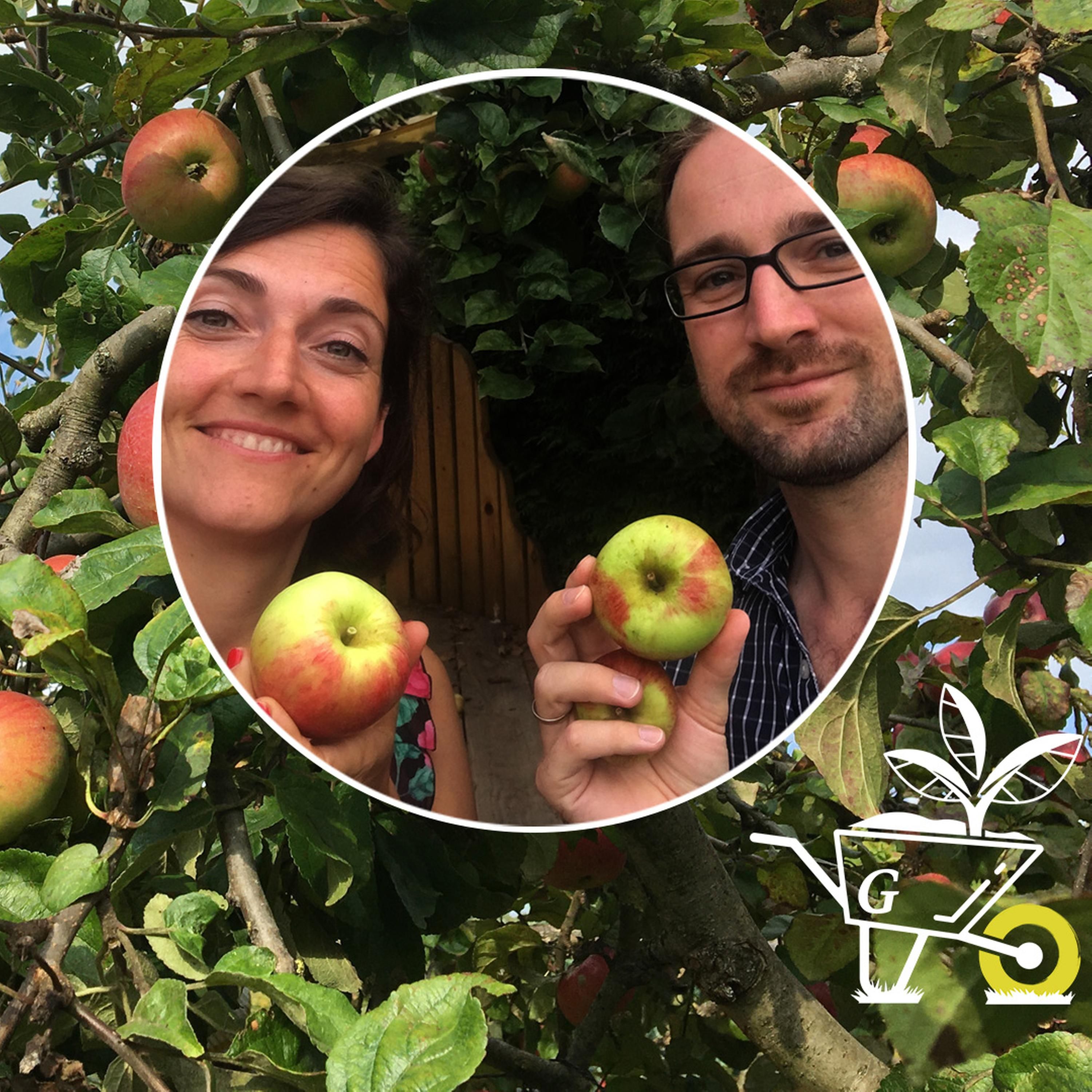 #17: Äpfel ernten und richtig lagern
