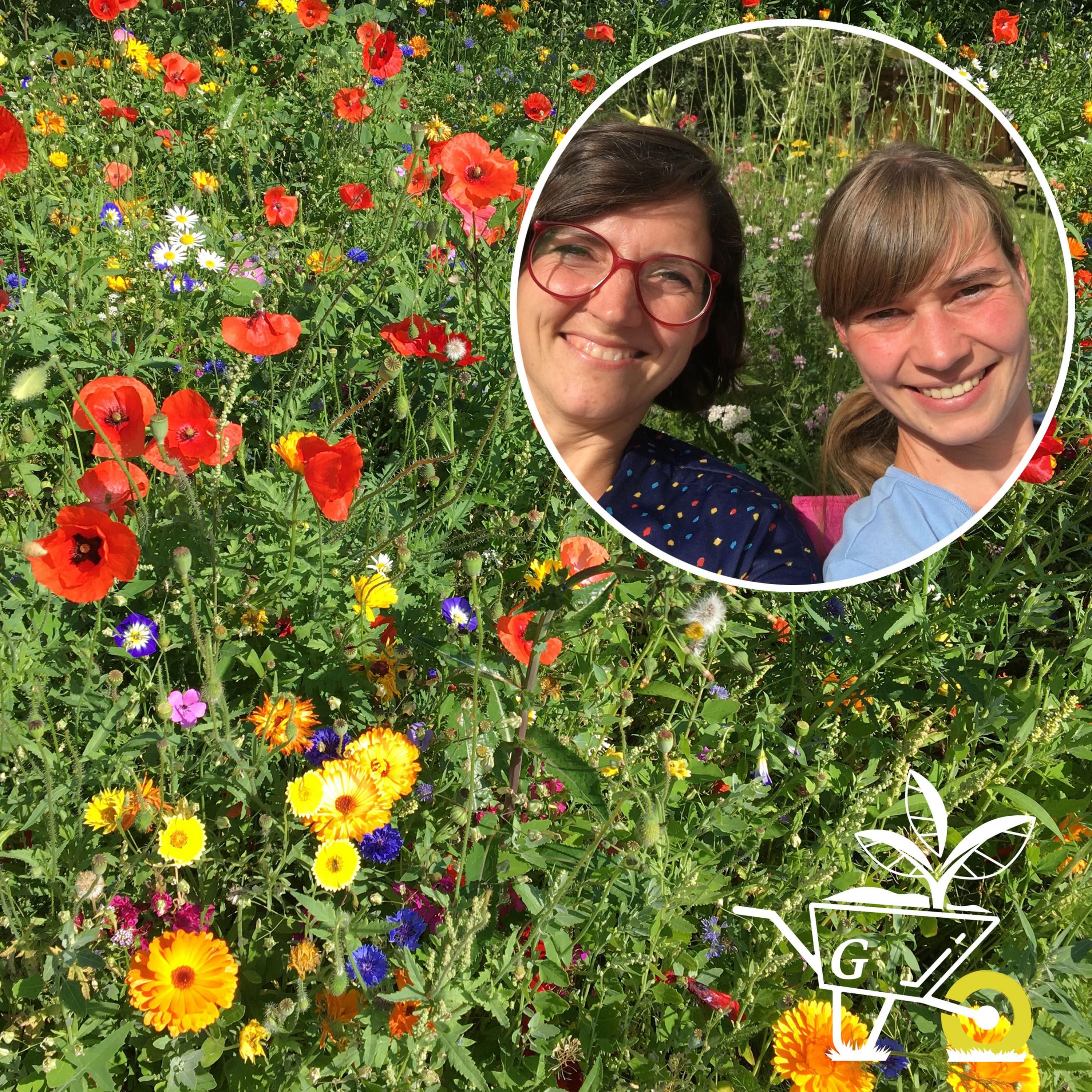 #15: Eine Sommerblumenwiese anlegen