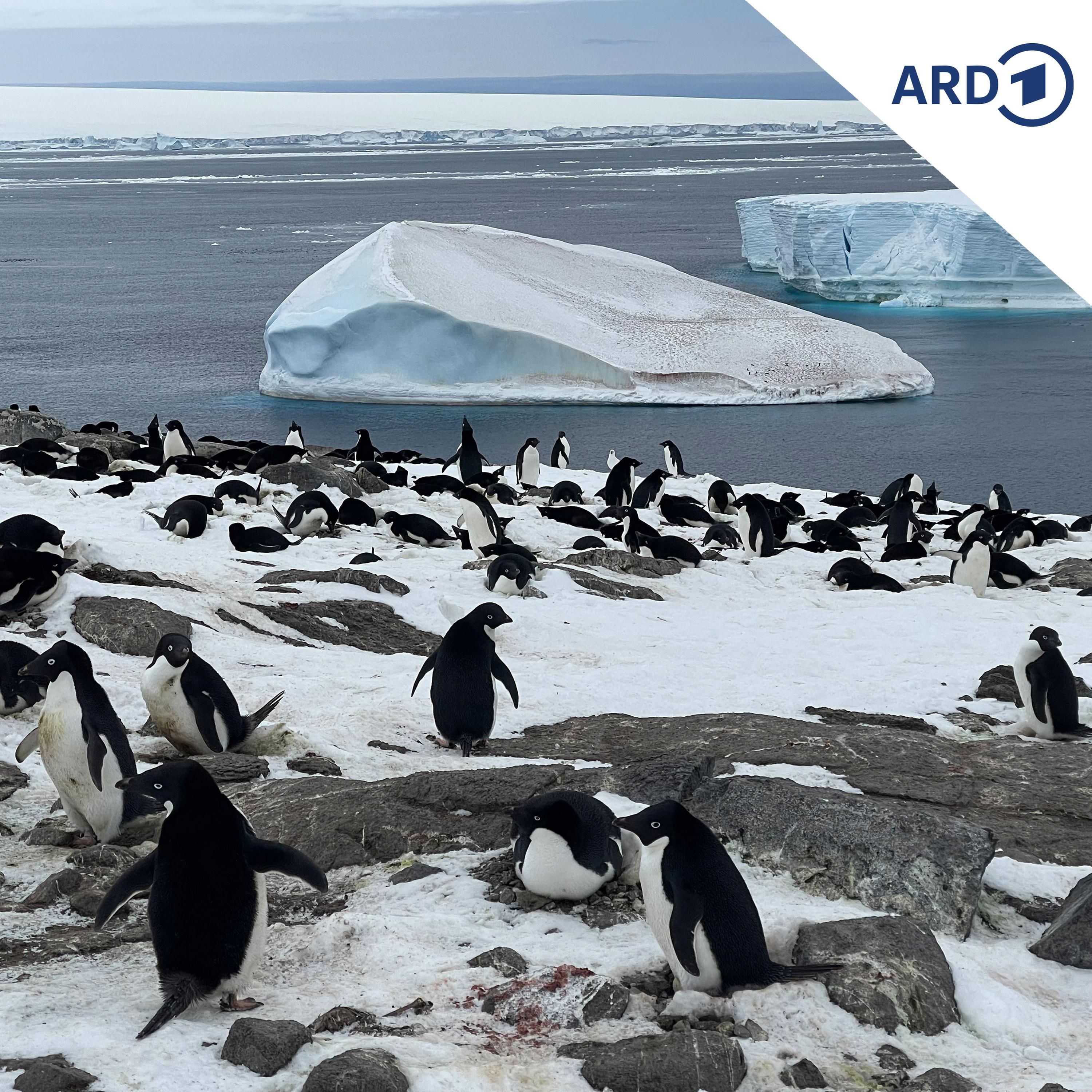 Die Pinguine des Umweltbundesamtes