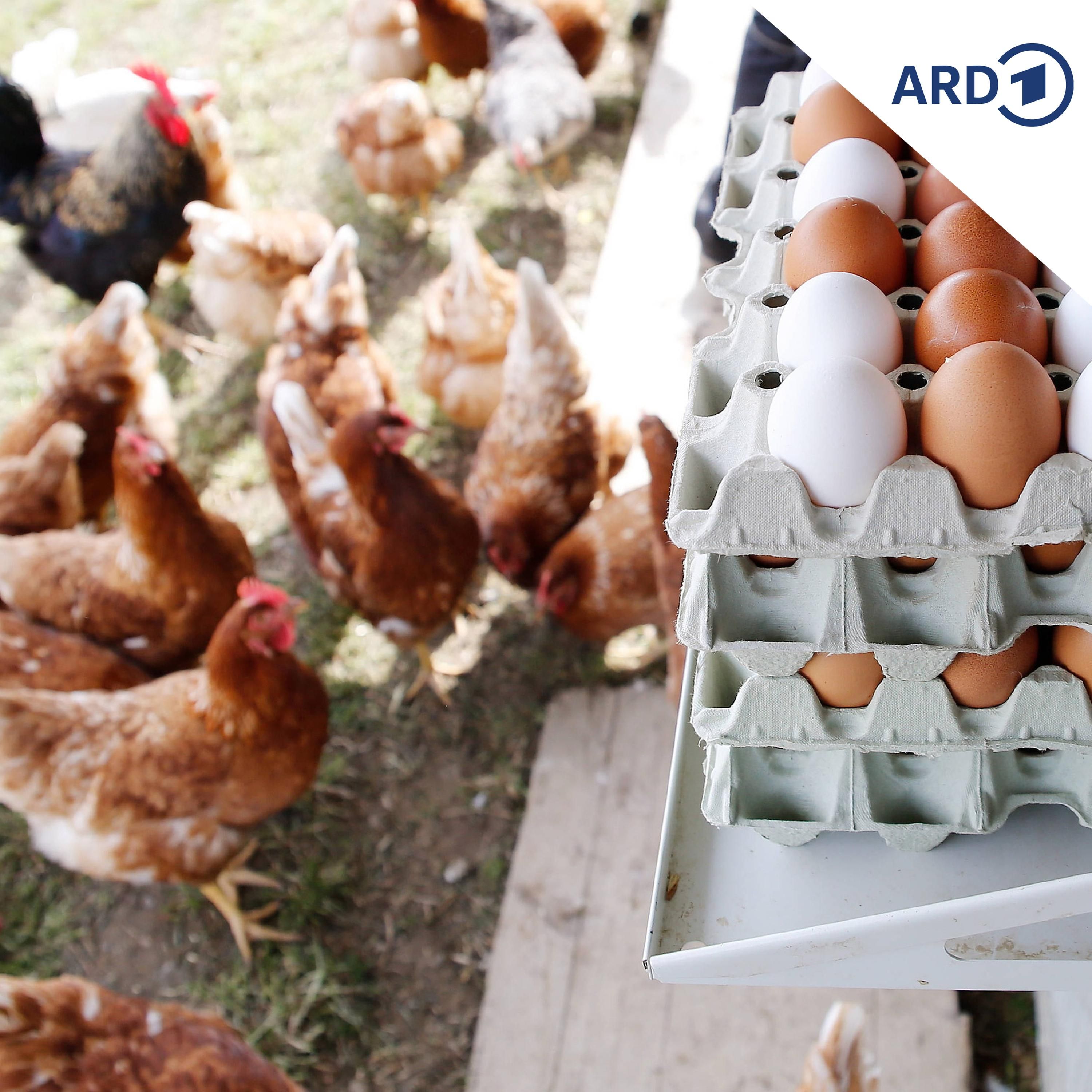 Eiermangel vor Ostern in Polen und Tschechien?
