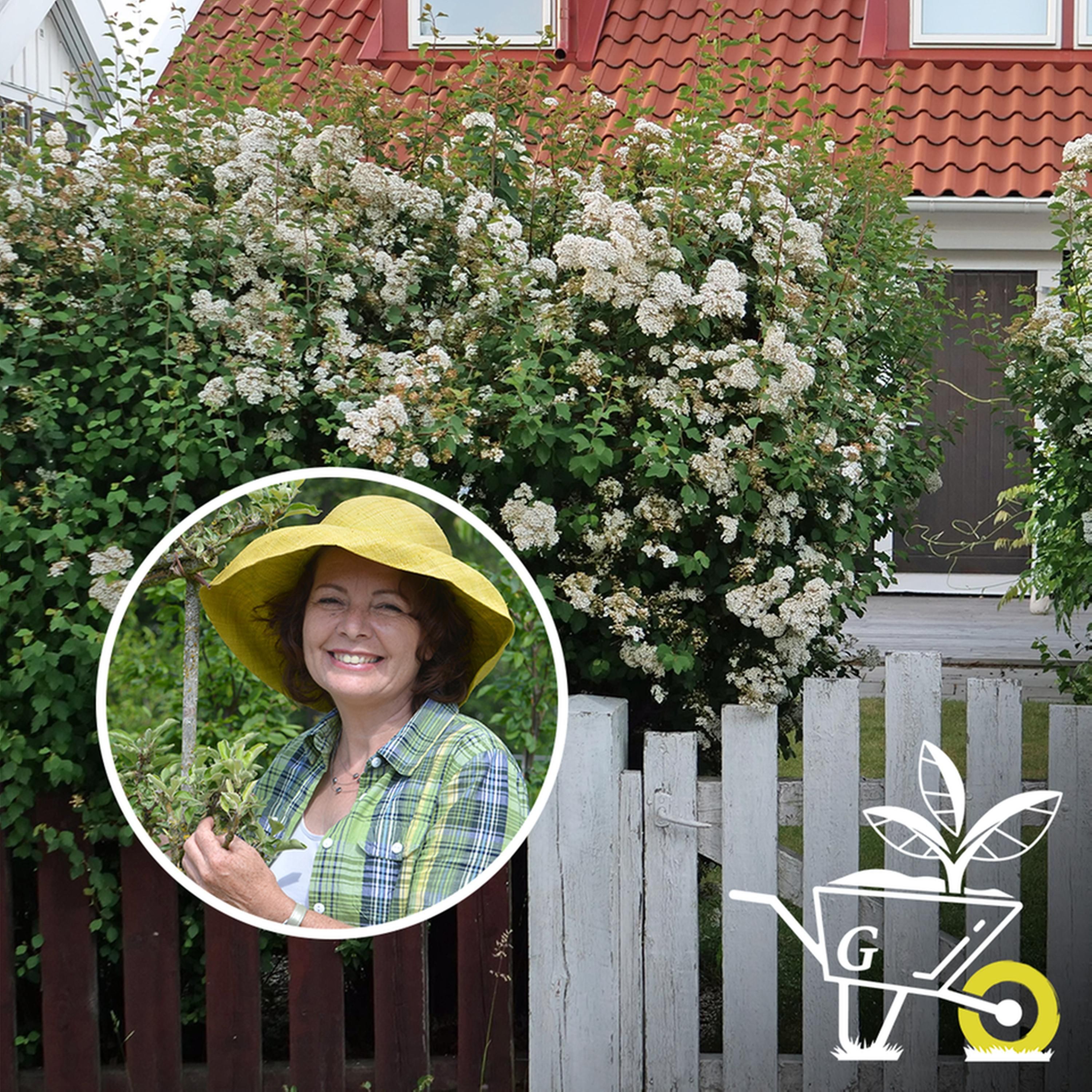 #16: Eine blühende, tierfreundliche Hecke anlegen