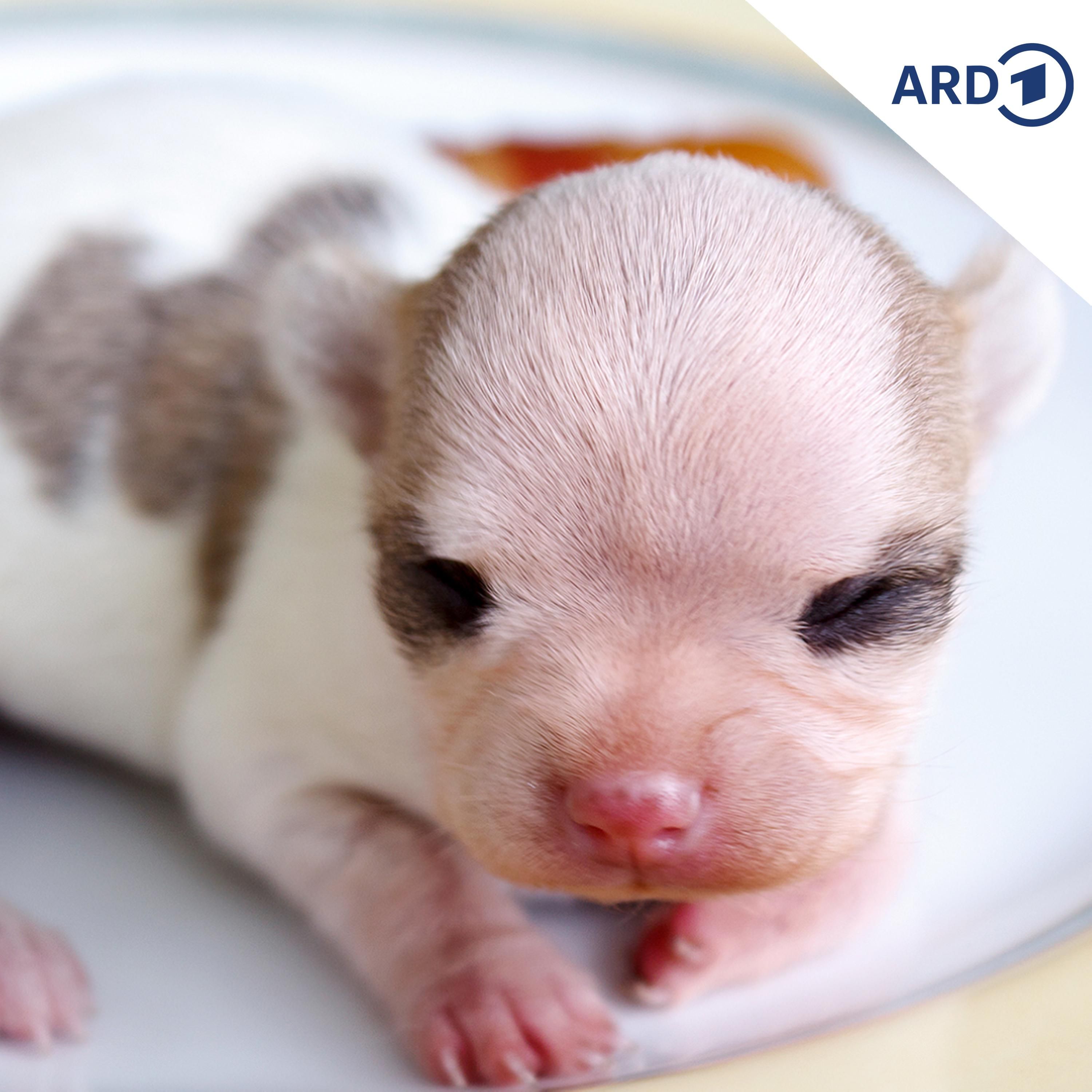 Der innere Schweinehund