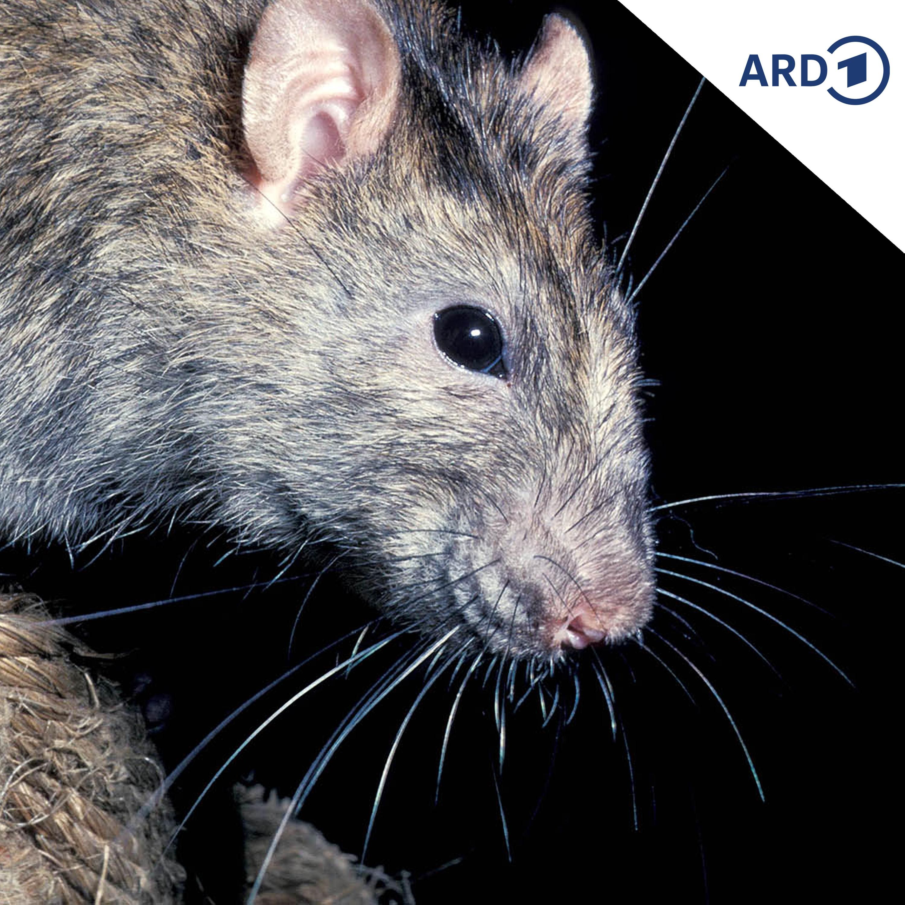 SPUTNIK Mailbox: Ratten