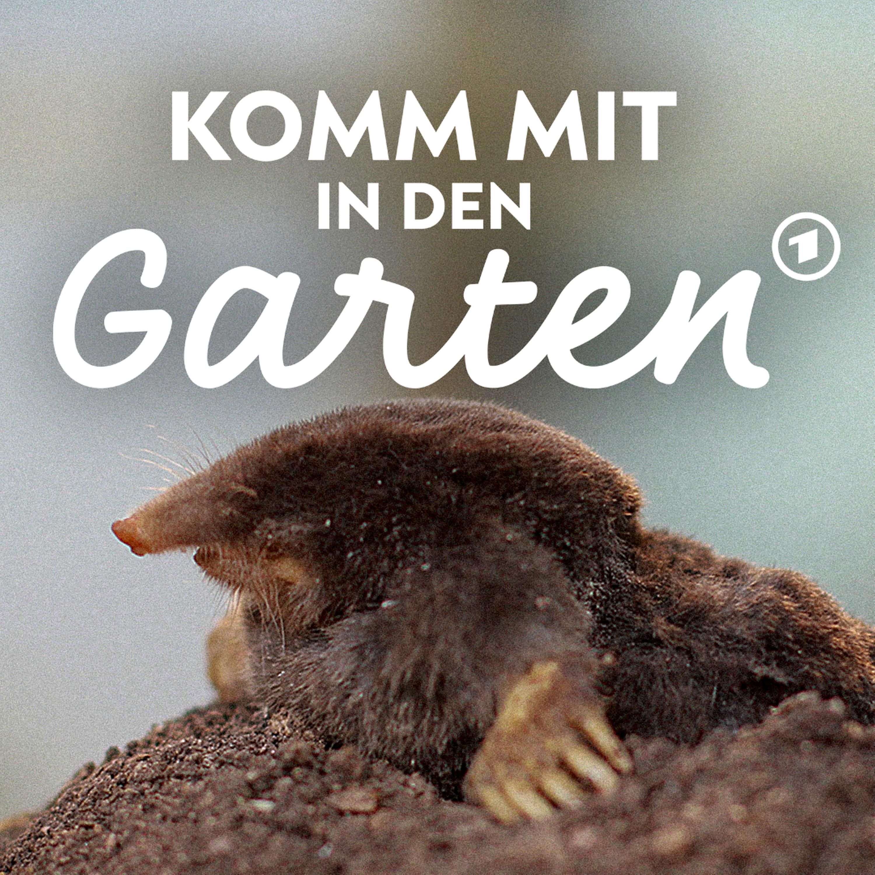Maulwürfe - nützliche Helfer im Garten
