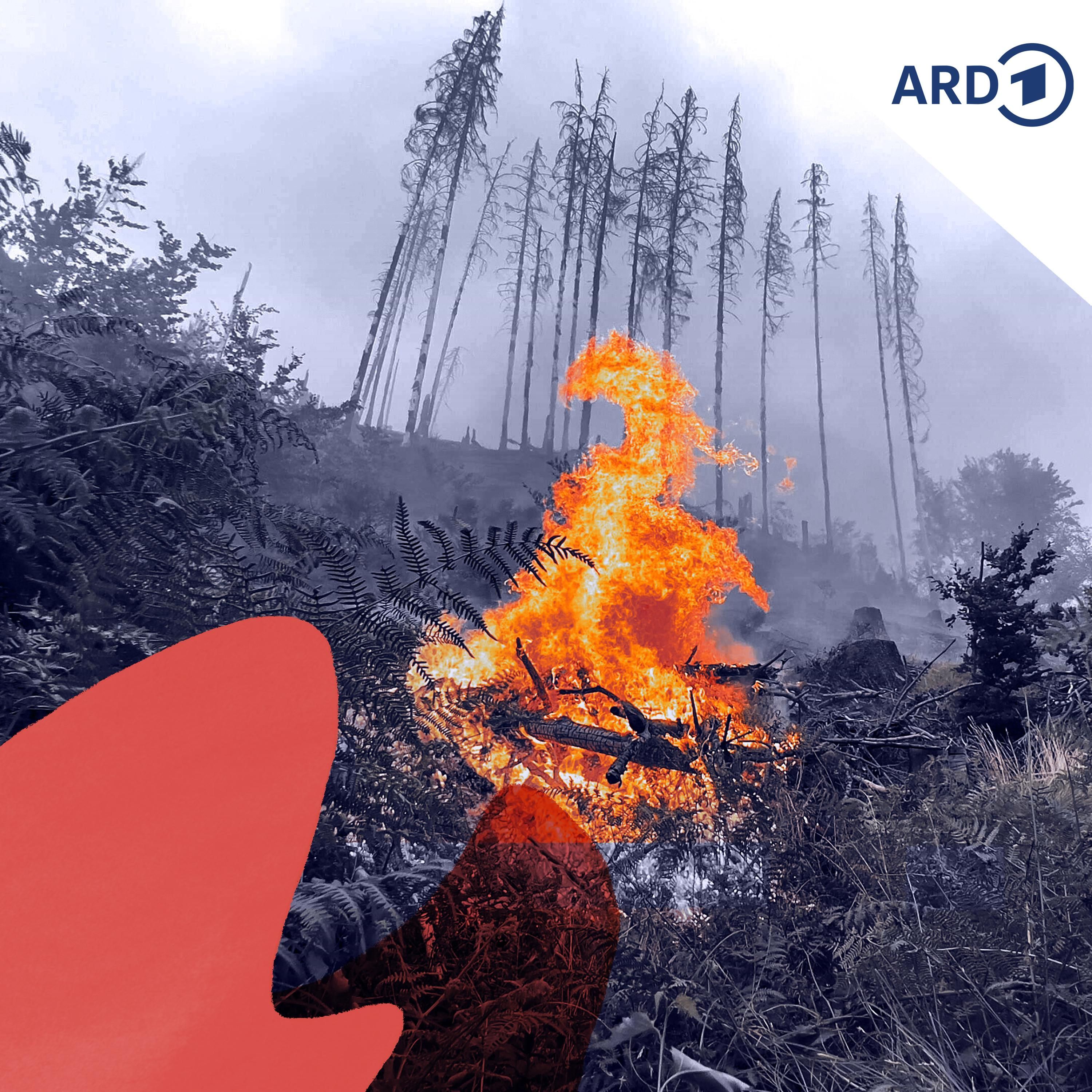 Warum wütet das Feuer so verheerend? (2/5)