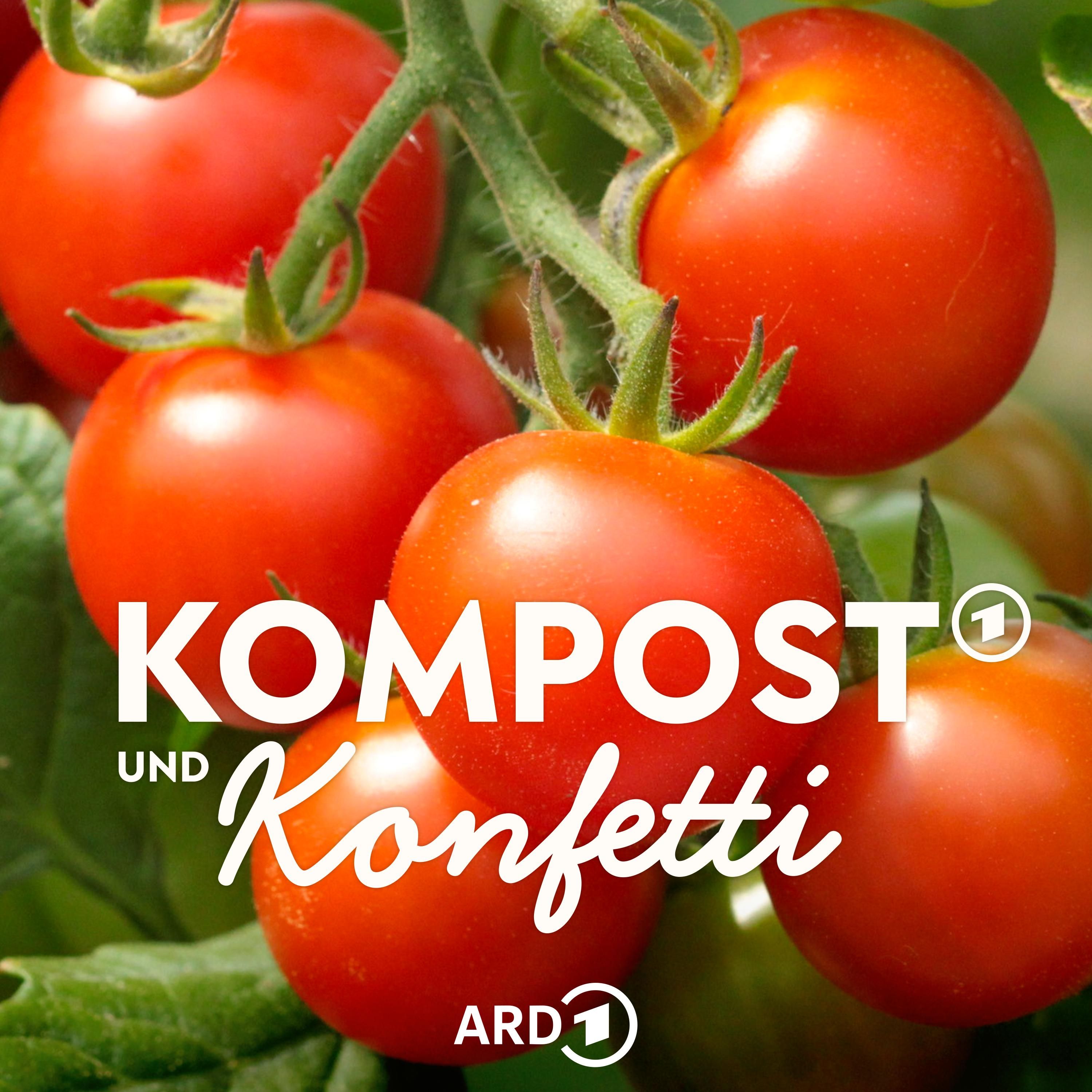 So gelingt eine tolle Tomaten-Ernte