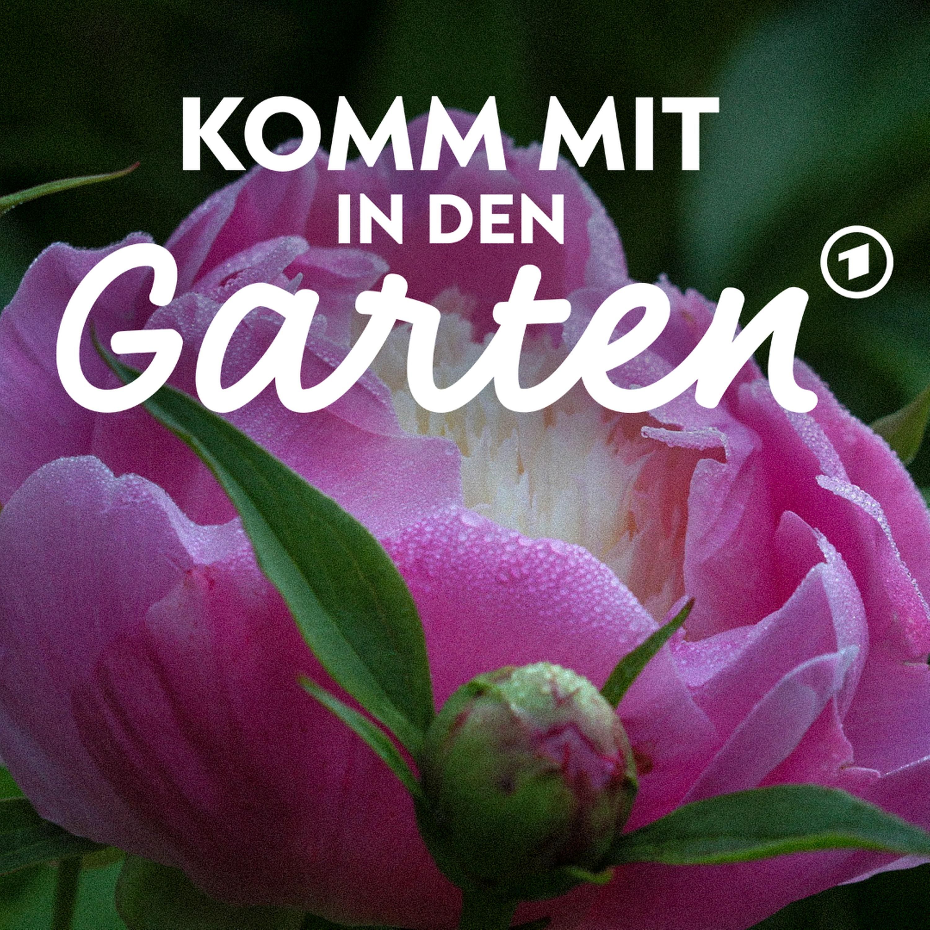 Pfingstrosen - so bekommst du tolle Blüten