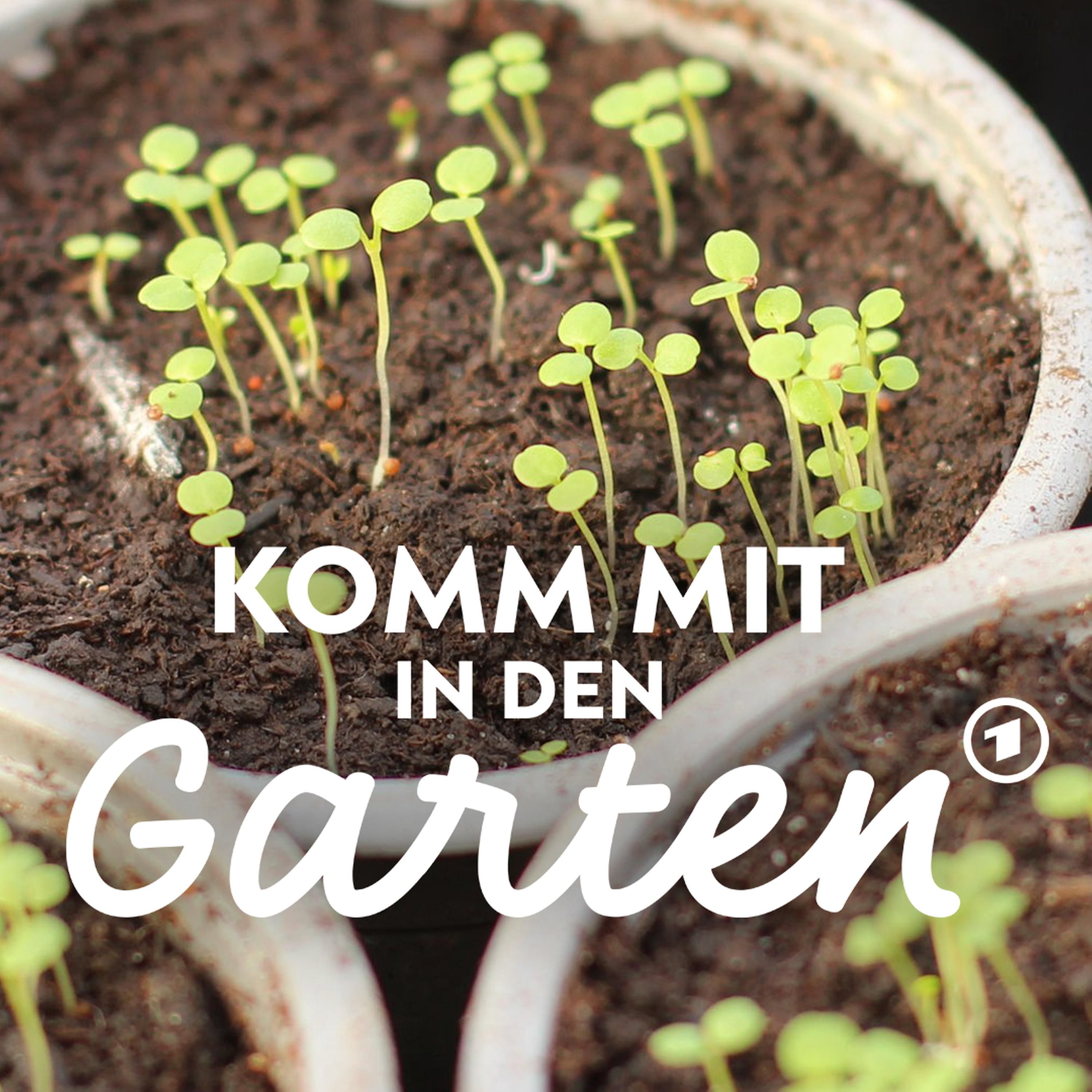 Profi-Tipps zur Anzucht von Jungpflanzen