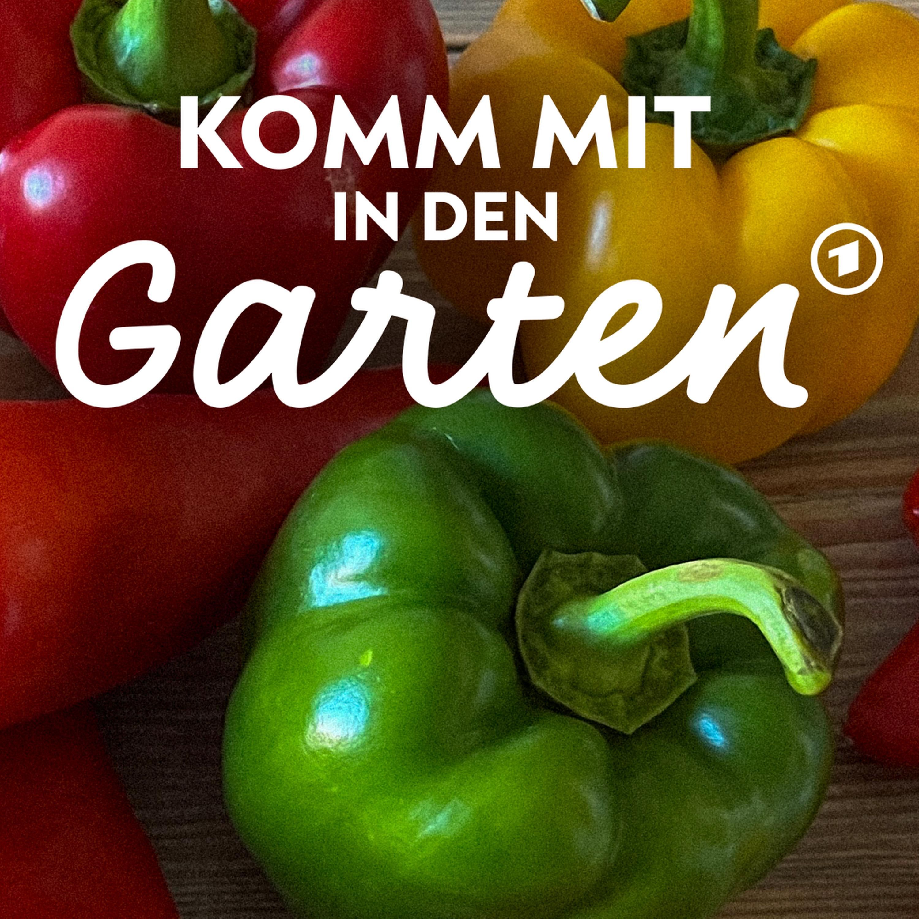 #104: Paprika und Chili anbauen