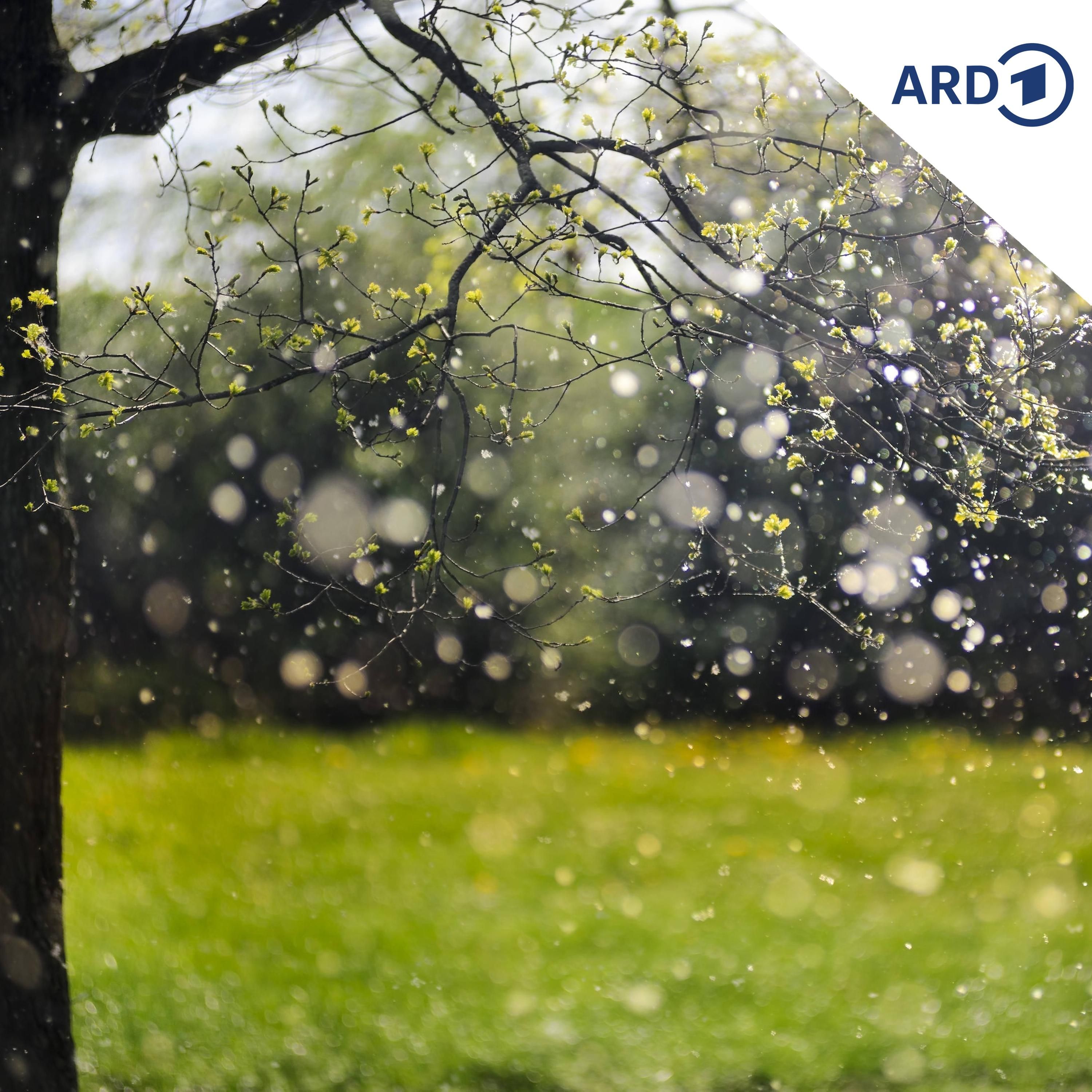 Warum die Pollensaison immer länger dauert