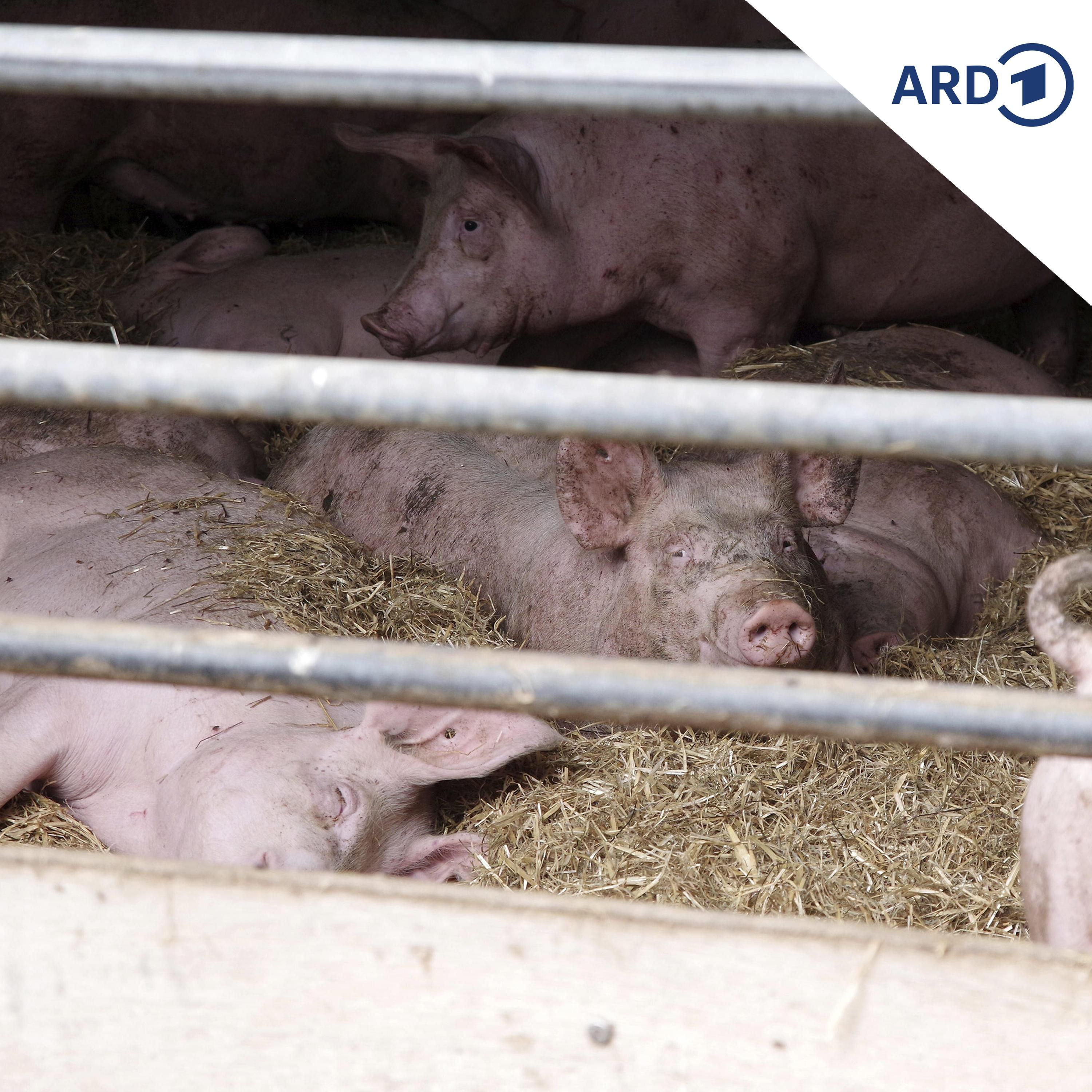 Landwirte bemängeln bürokratische Hürden bei Stallvergrößerungen
