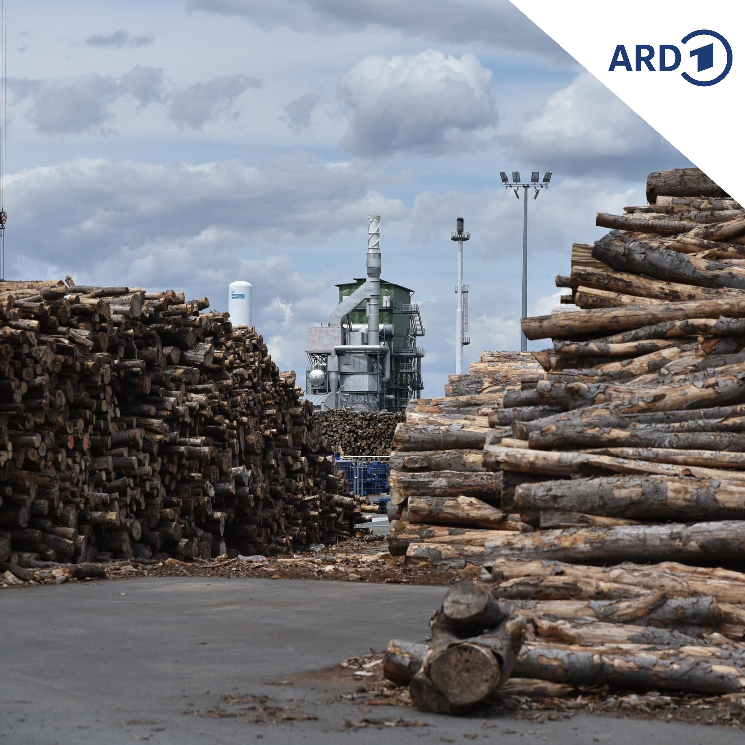 In Leuna sollen Autoreifen aus Holz entstehen