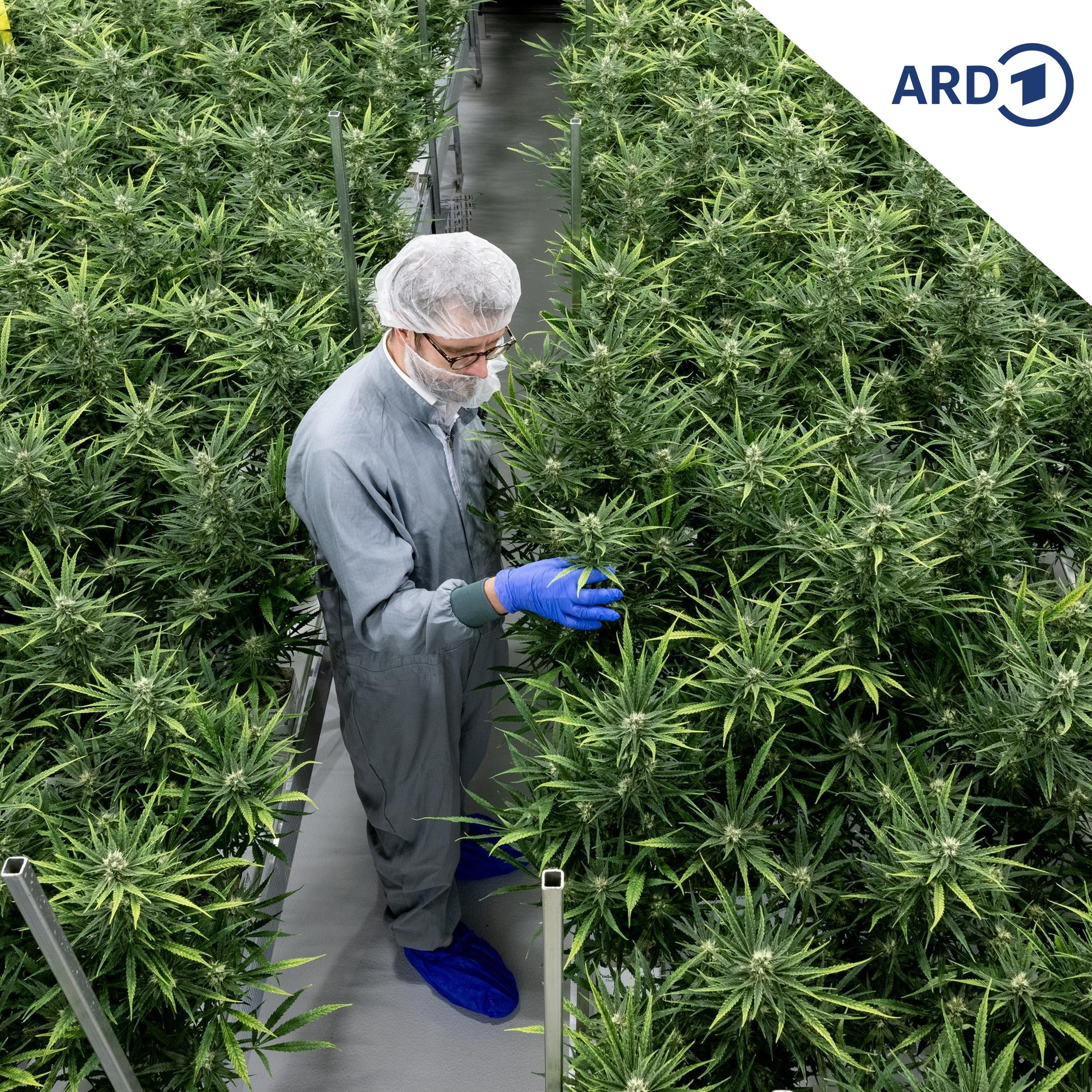 Medizinisches Cannabis: Branche sorgt sich wegen neuer Regeln