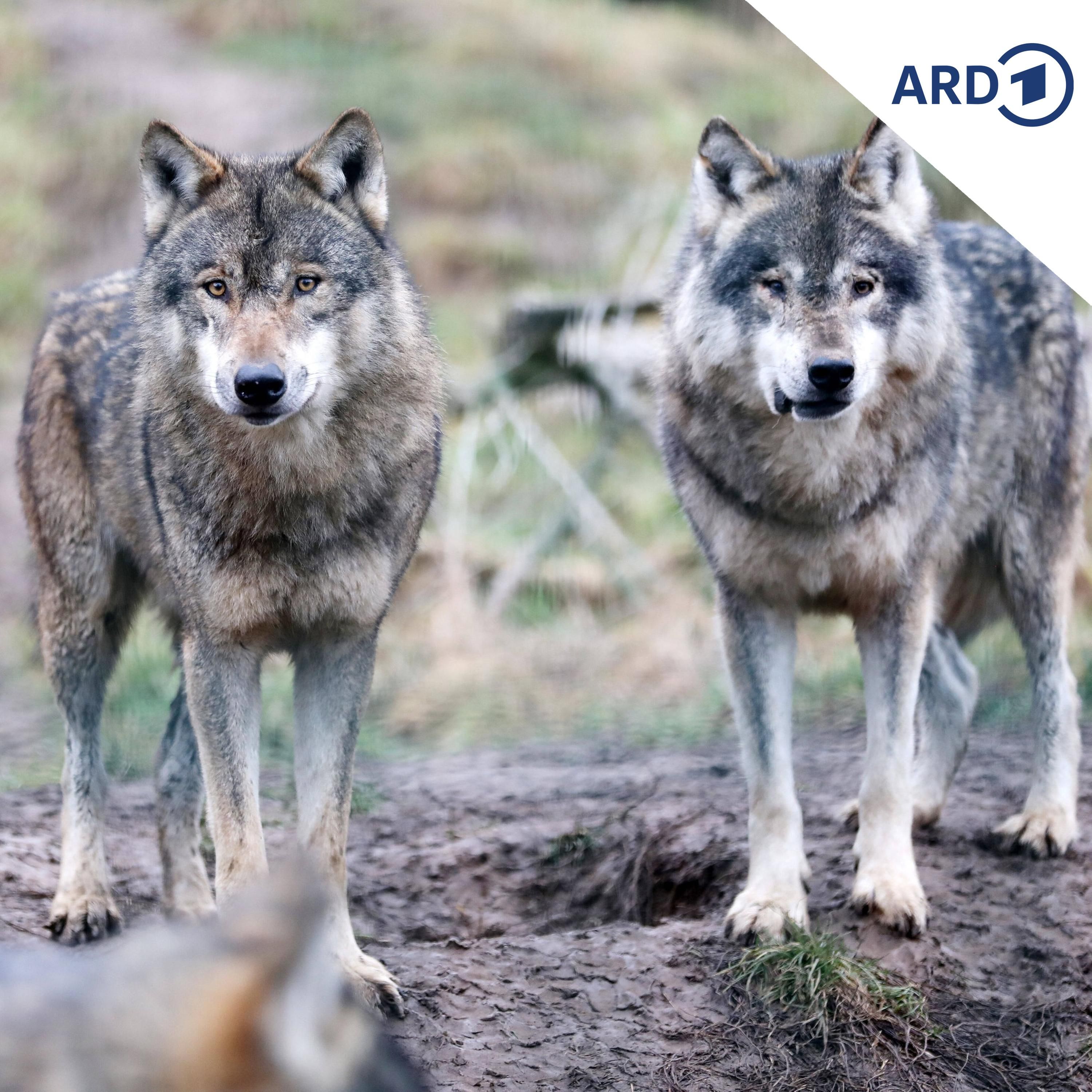 Wann ist ein Wolf ein Problem-Wolf?