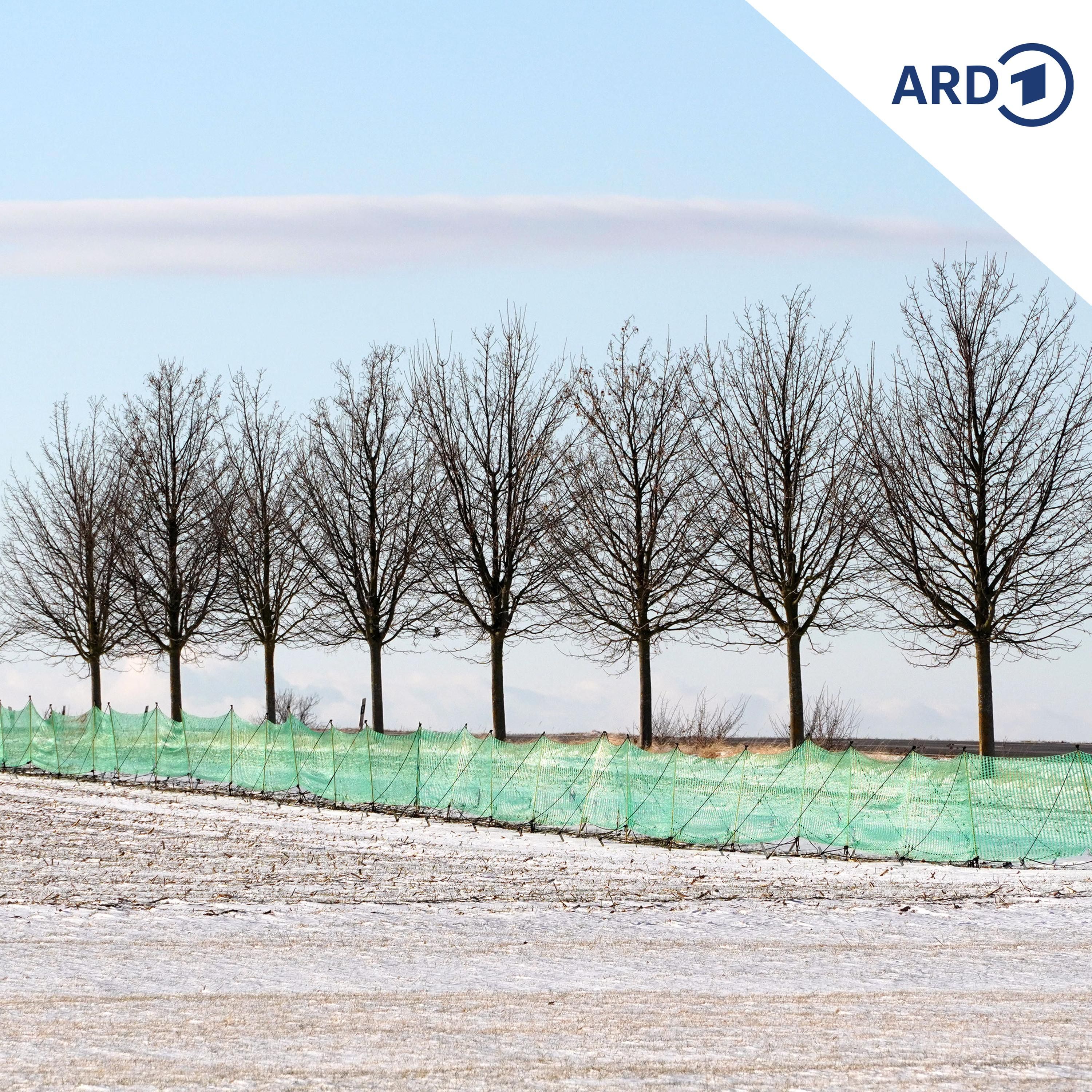 Warum in diesem Winter kaum Schneefangzäune aufgebaut wurden