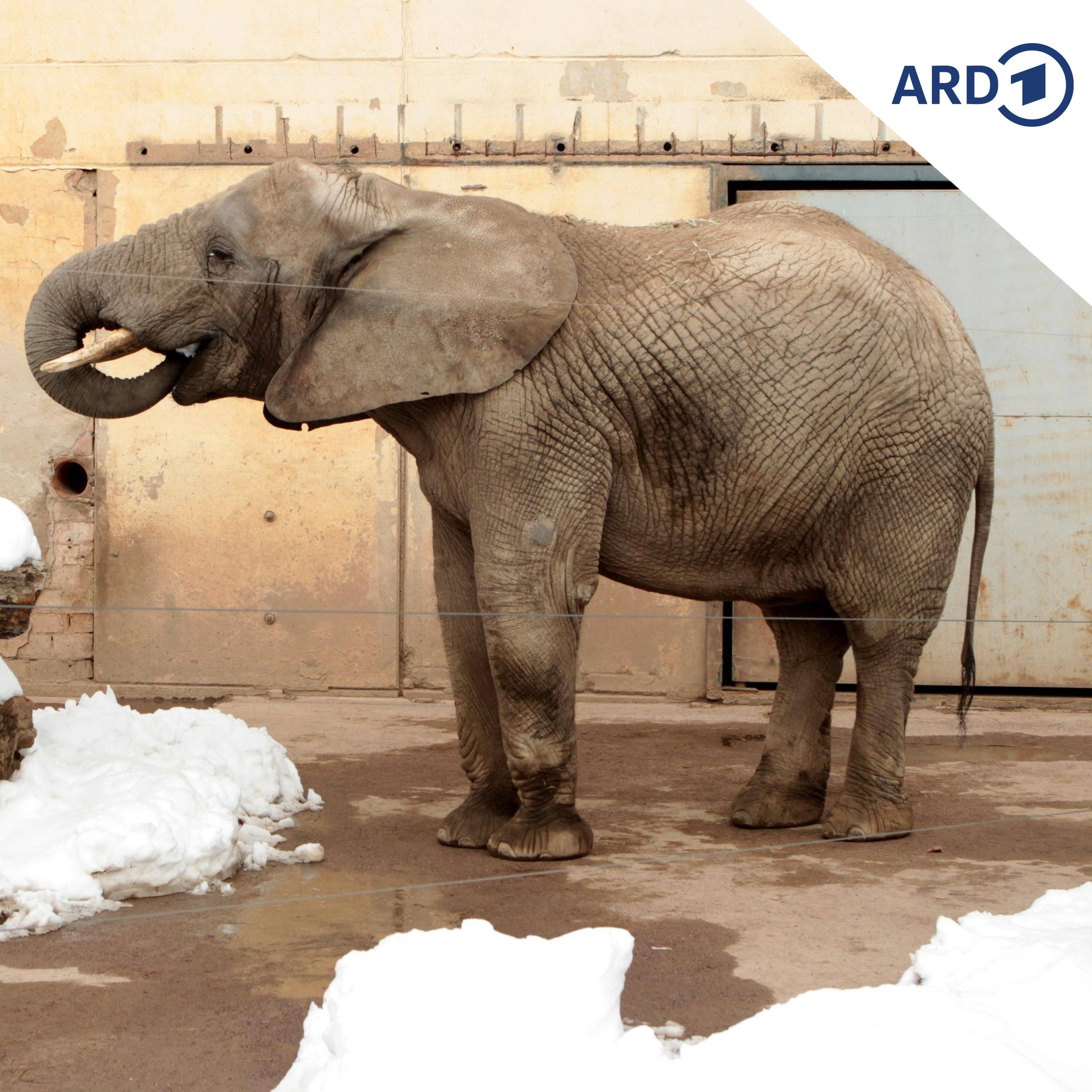 Zoo im Winter: Wie geht es den Tieren bei Kälte und Schnee?